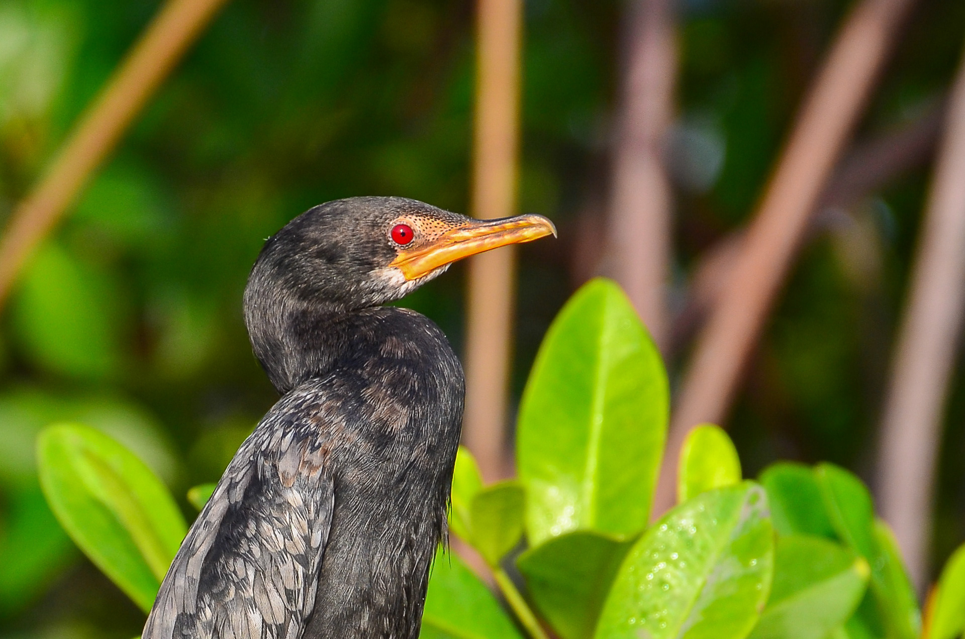 Long-tailed Cormorant
