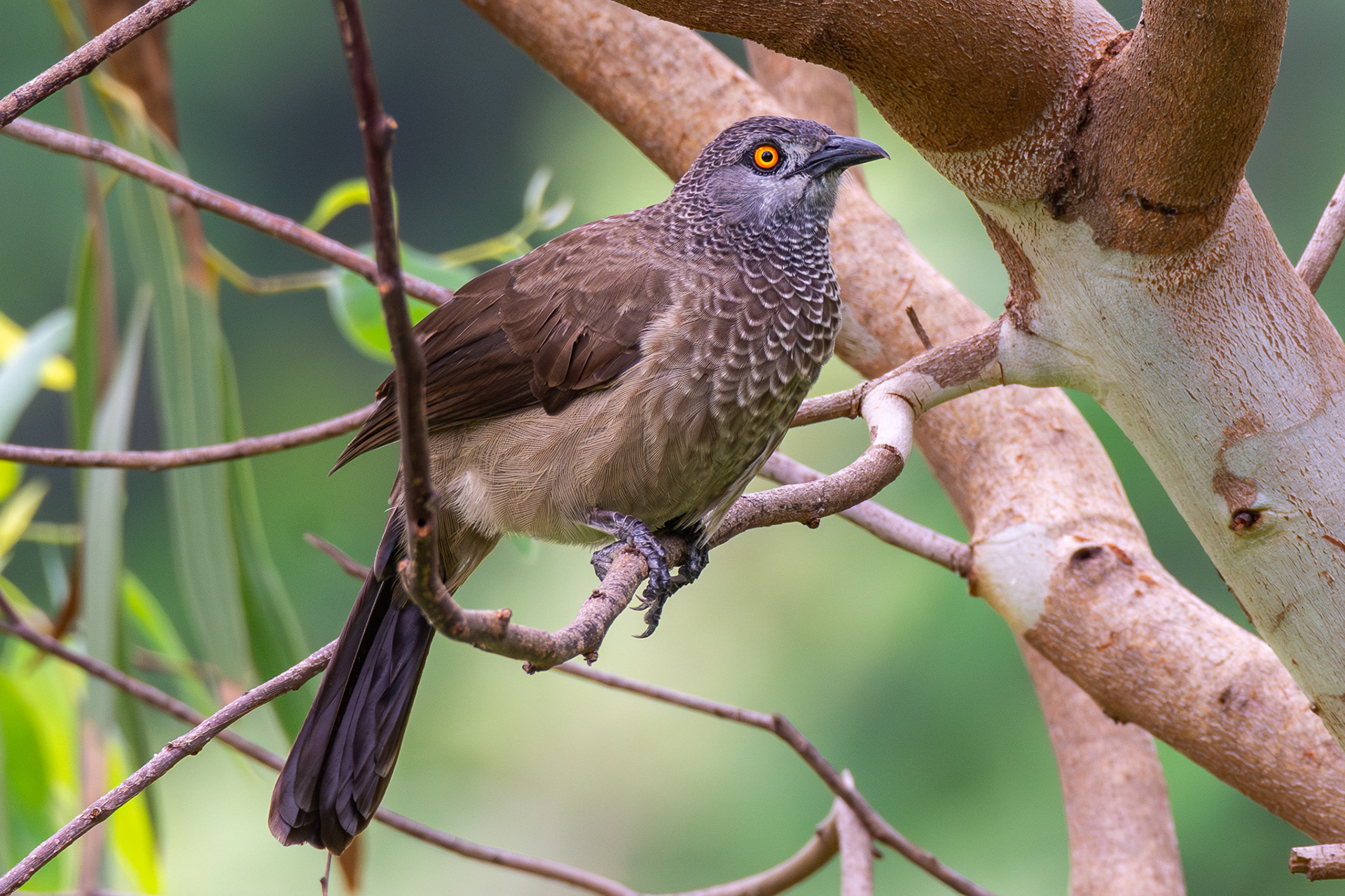 Brown Babbler