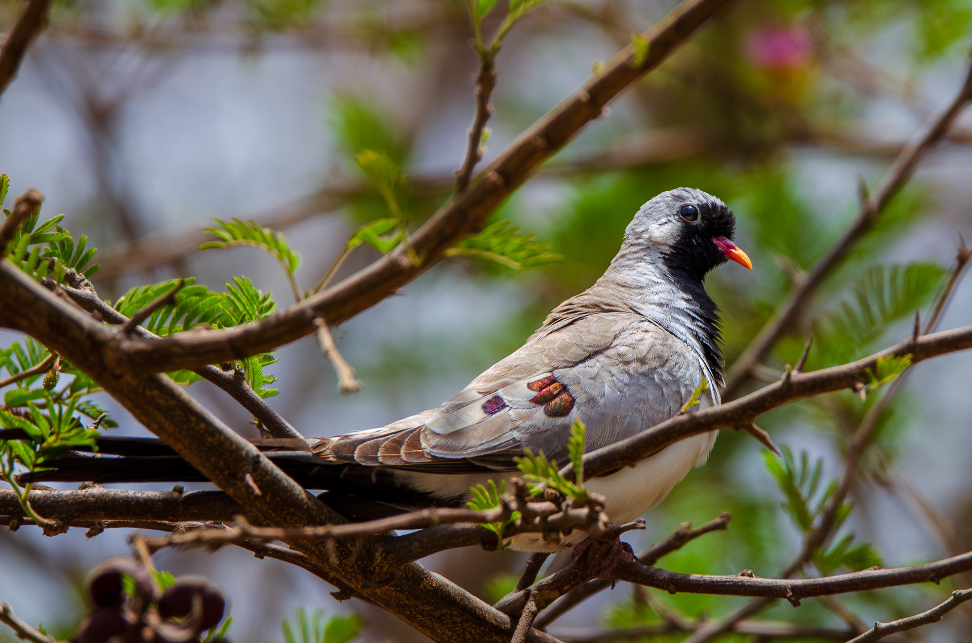 Namaqua Dove