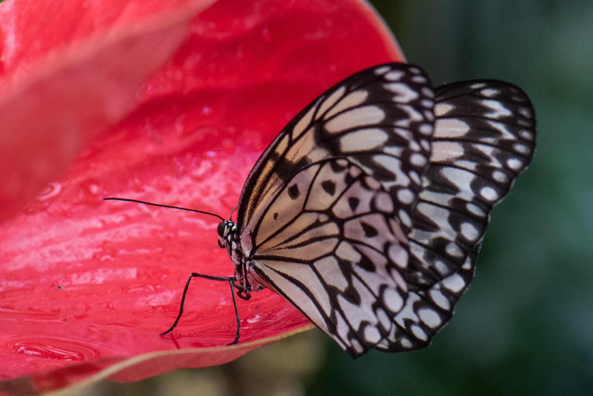 Paper Kite