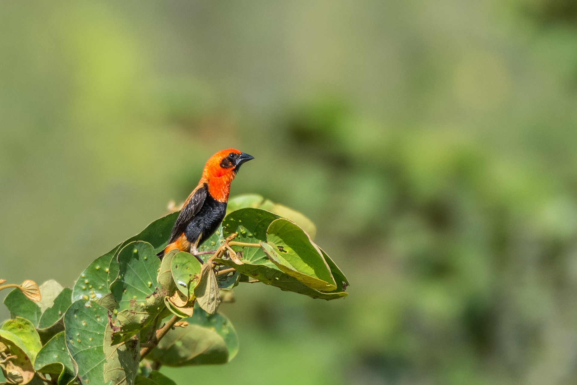 Black-winged Bishop