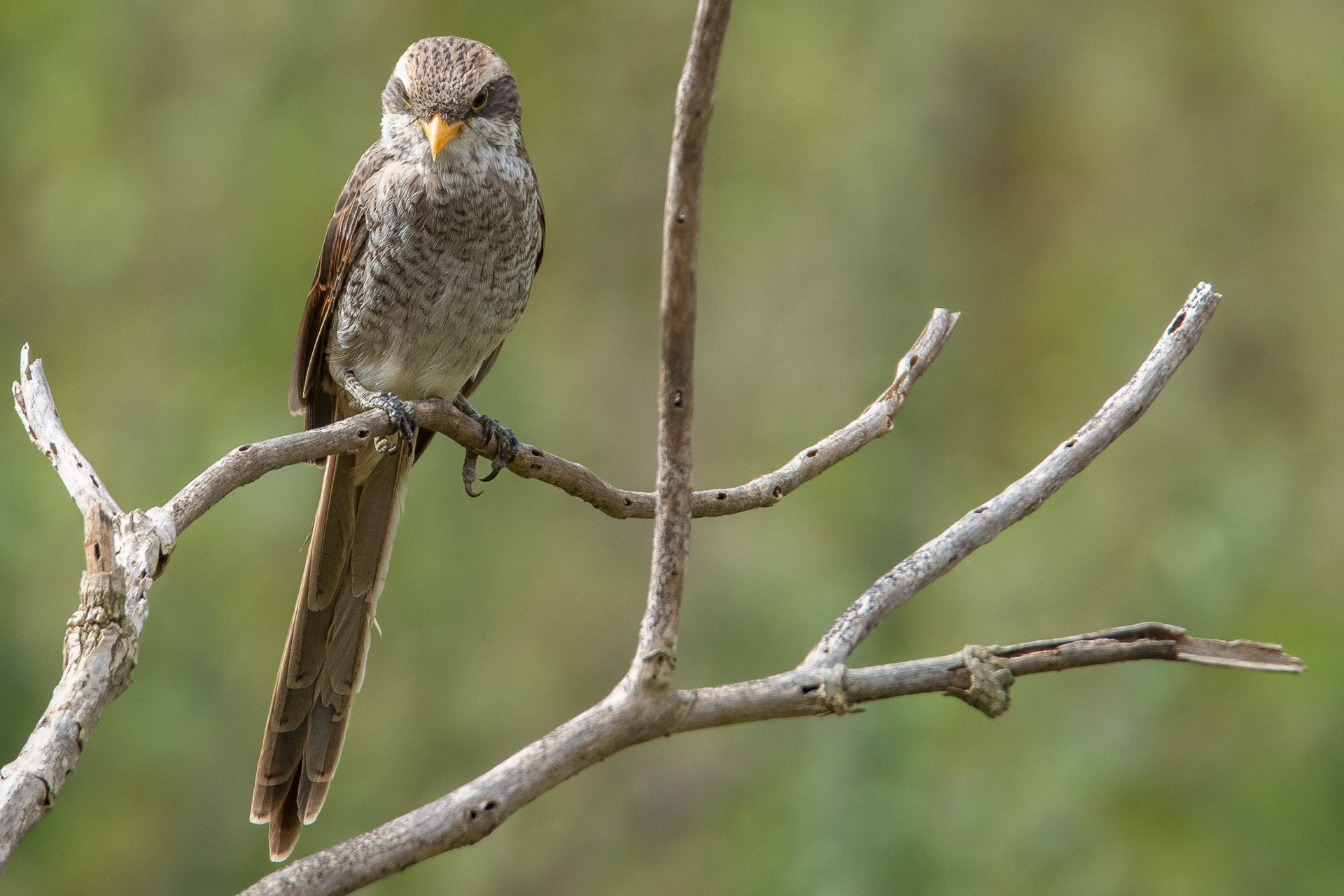 Yellow-billed Shrike