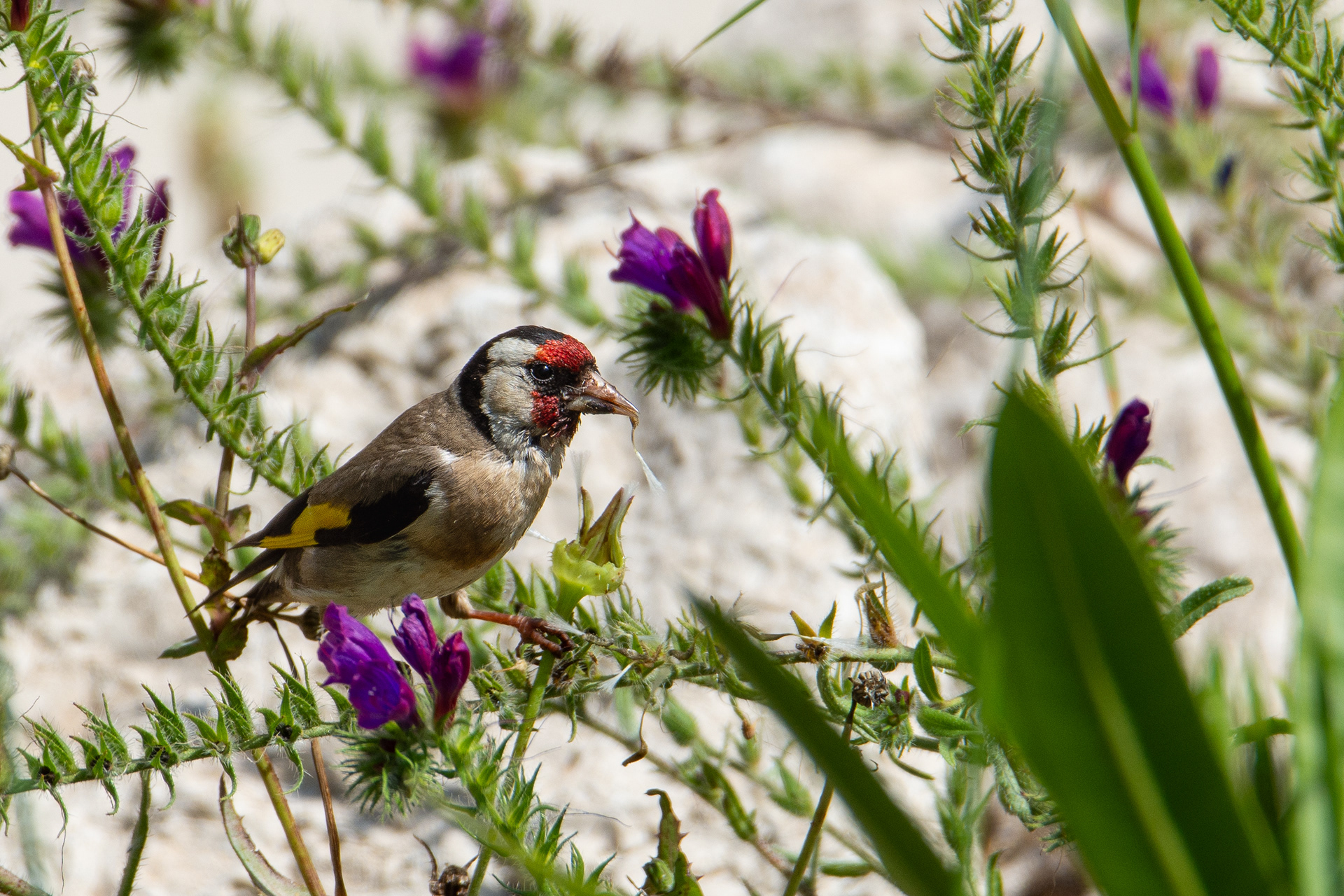 Goldfinch