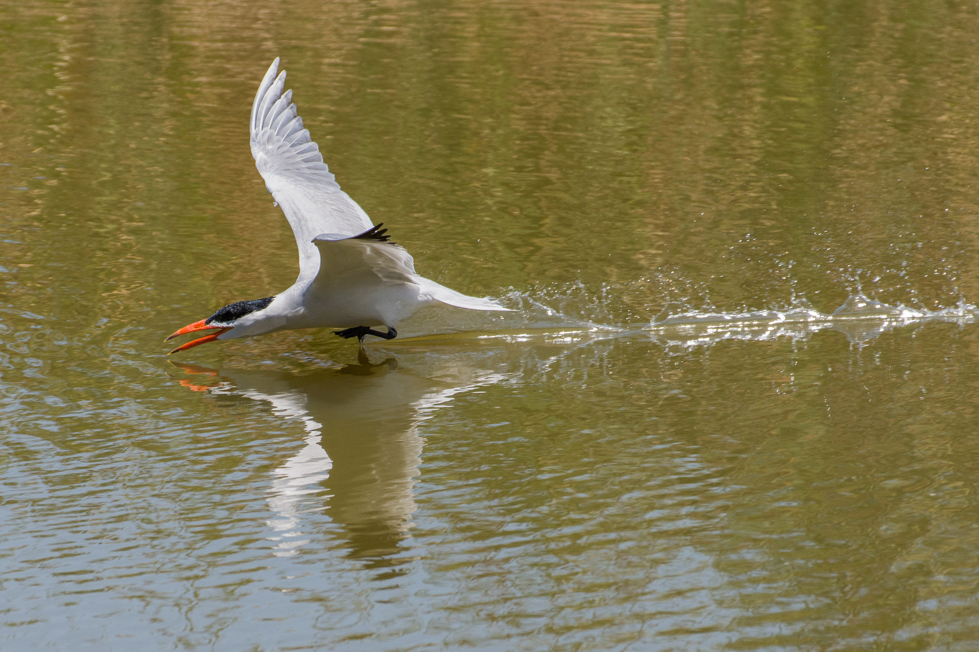Caspian Tern