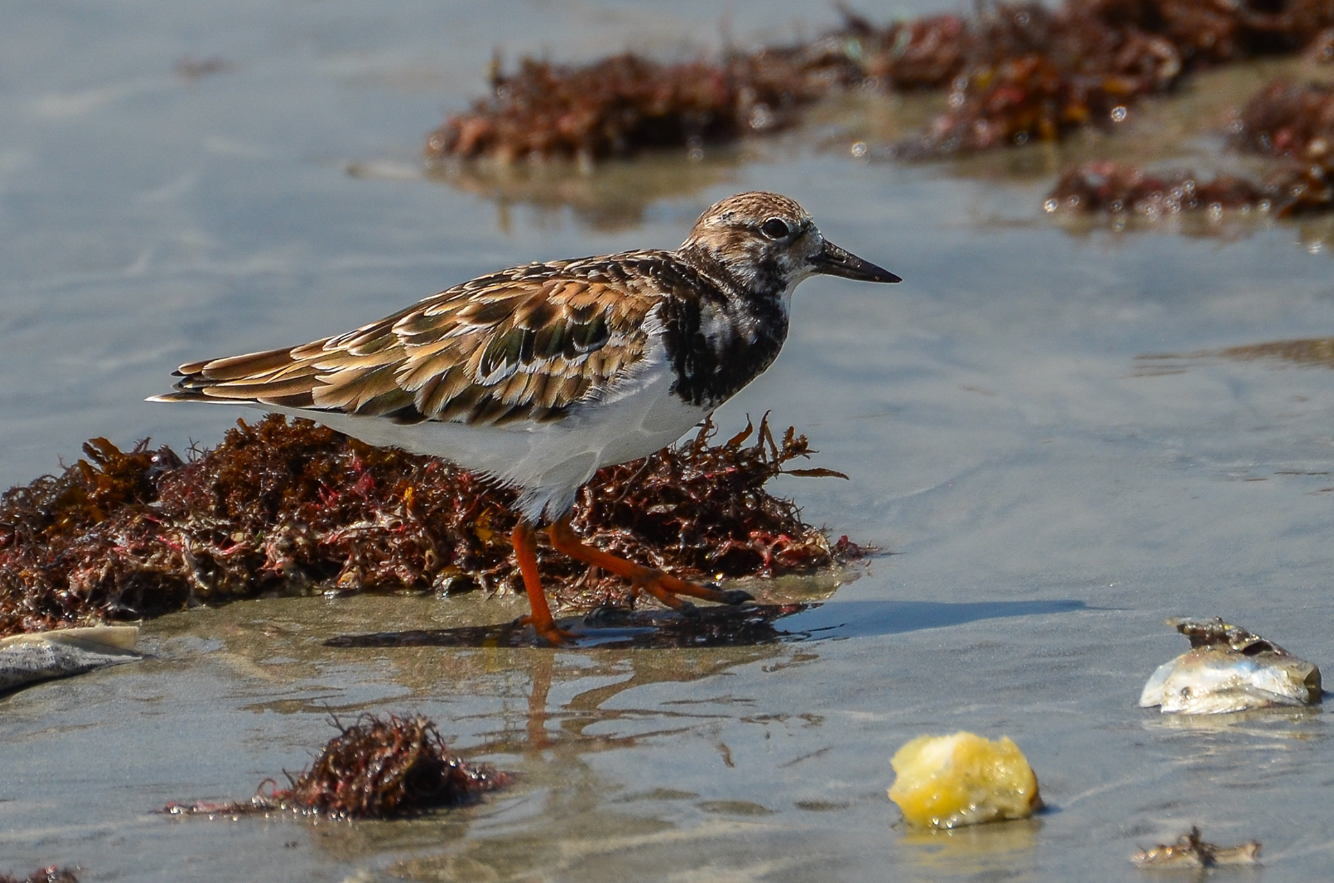 Ruddy Turnstone