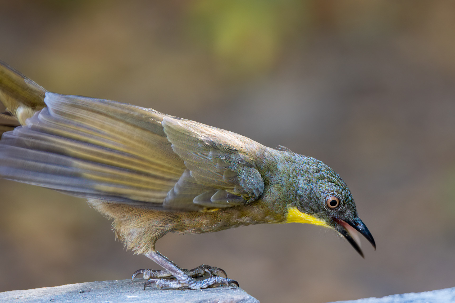 Leaflove, Yellow-throated (Atimastillas flavicollis)