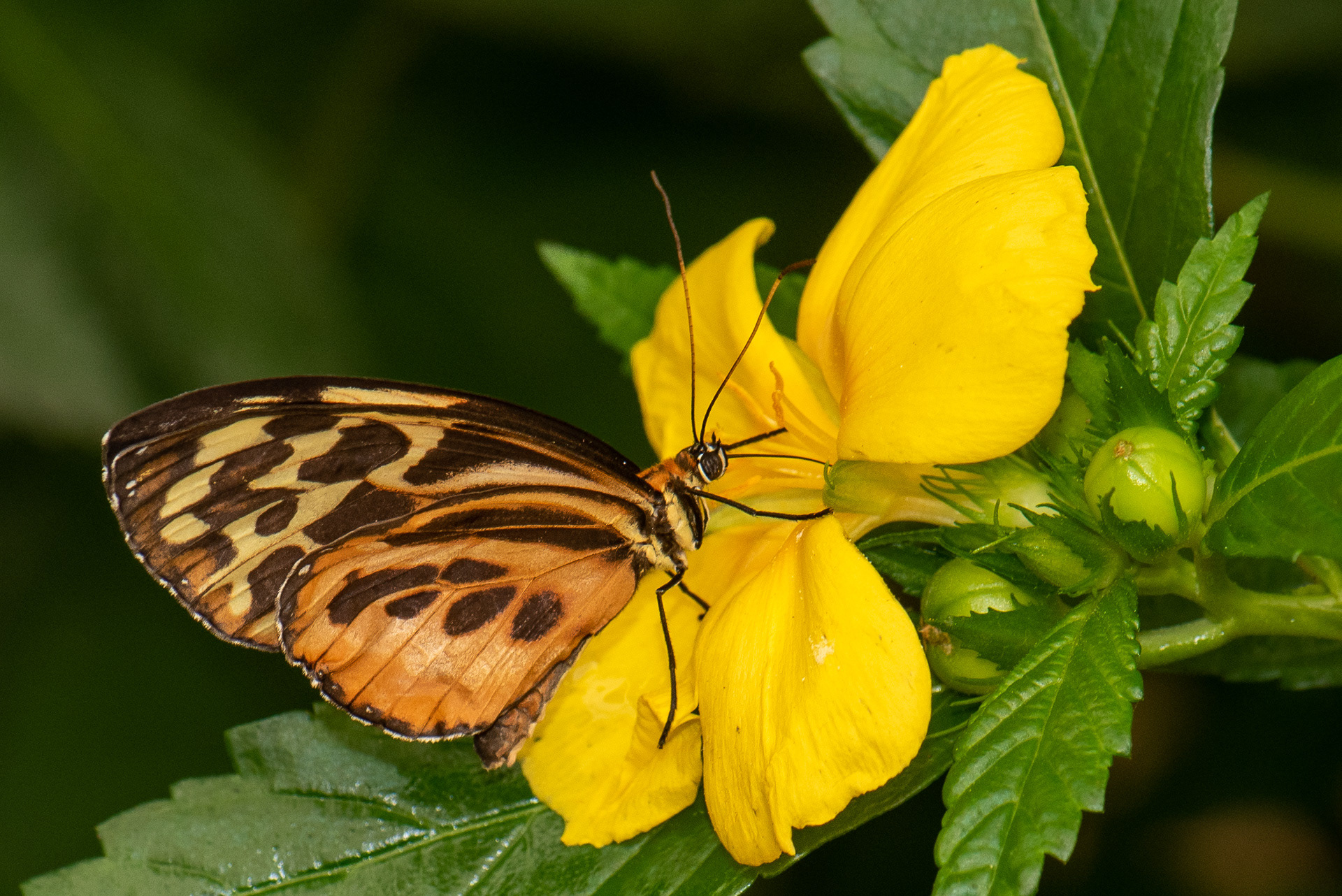 Numata Longwing