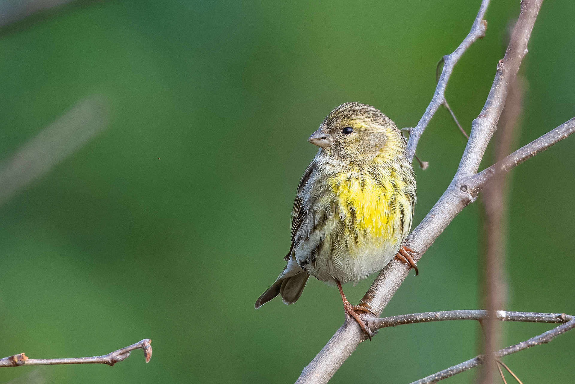 Serin