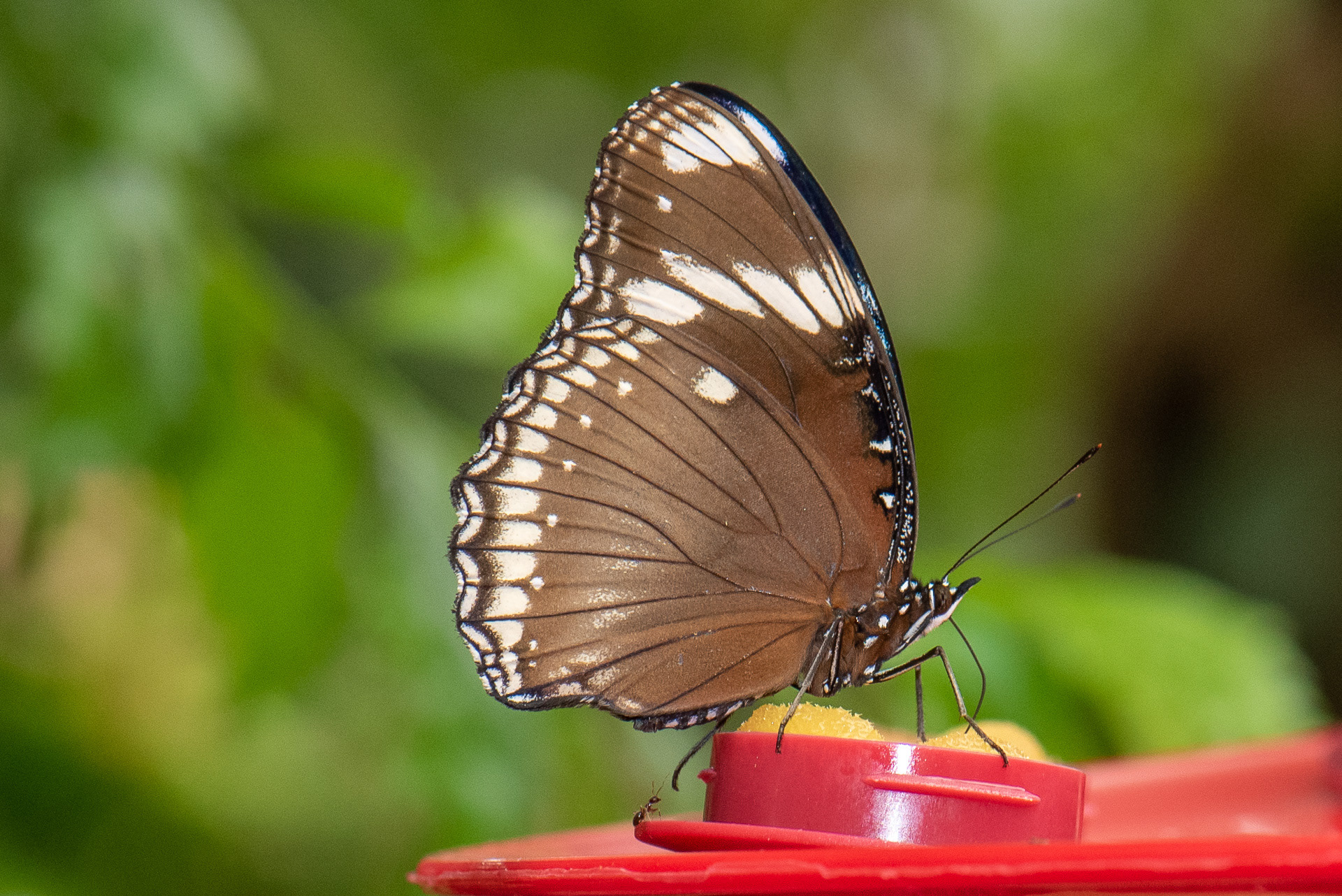 Black-tipped Diadem (female)