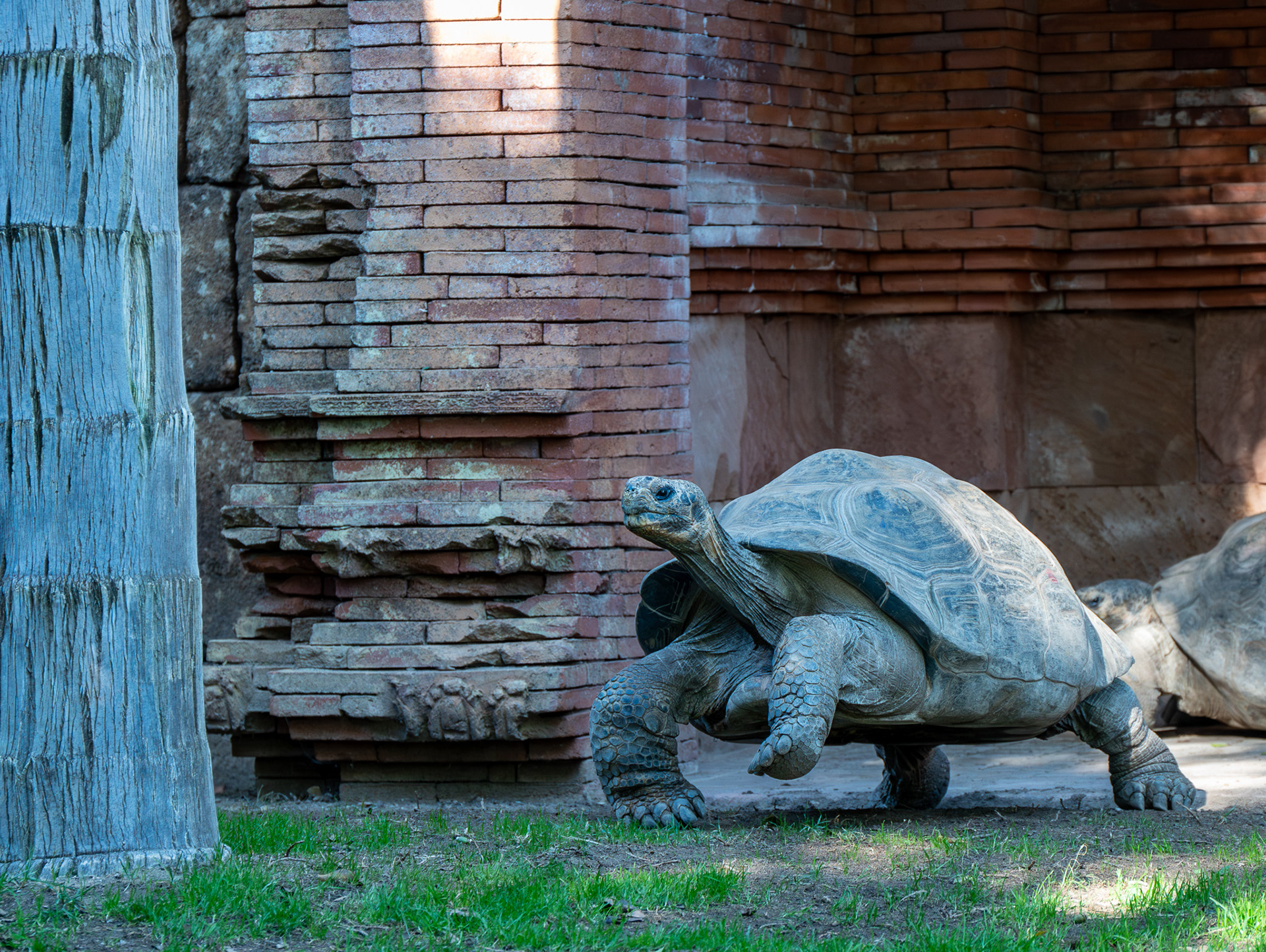 Giant Galapagos Tortoise