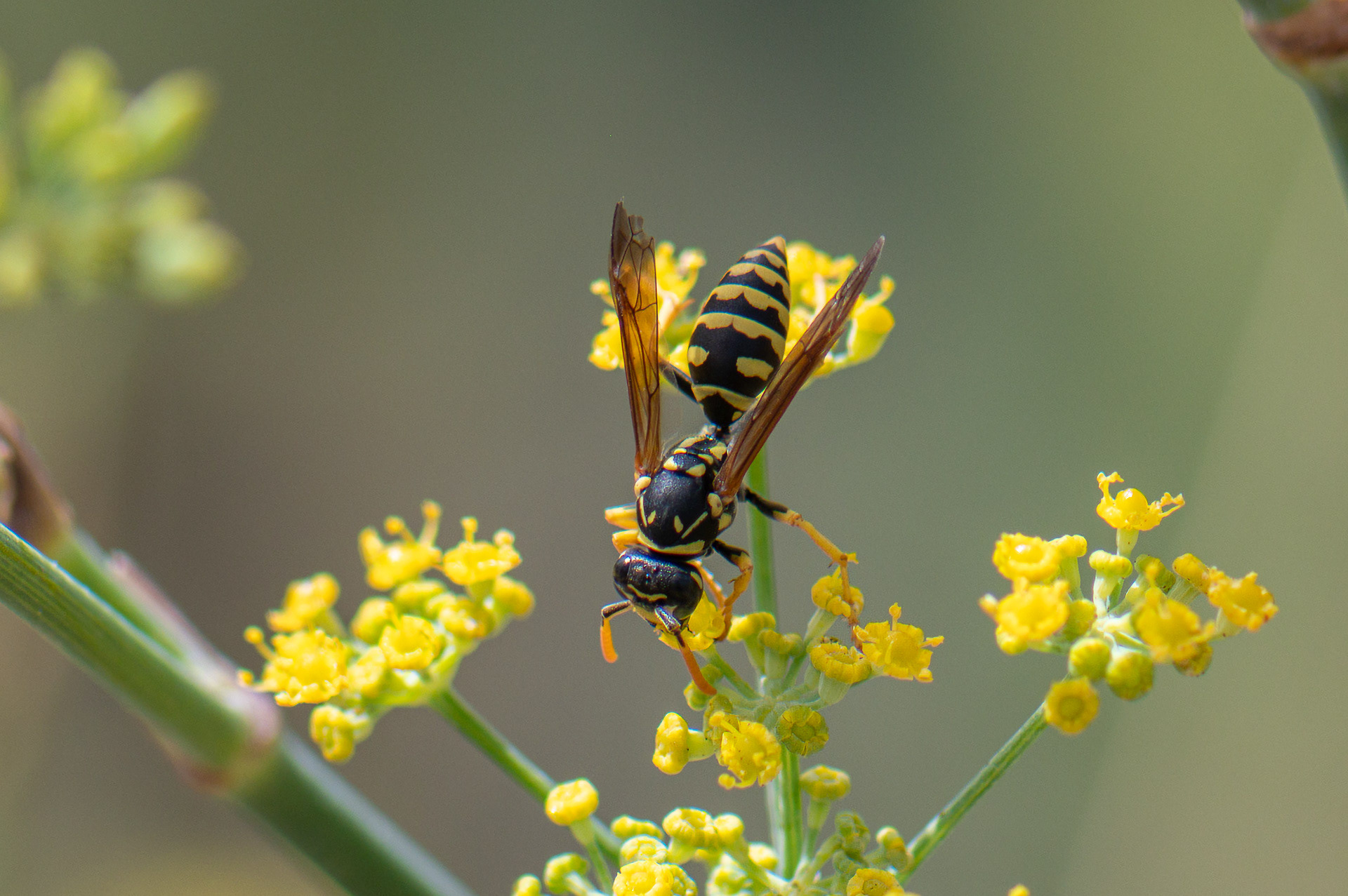 Paper Wasp