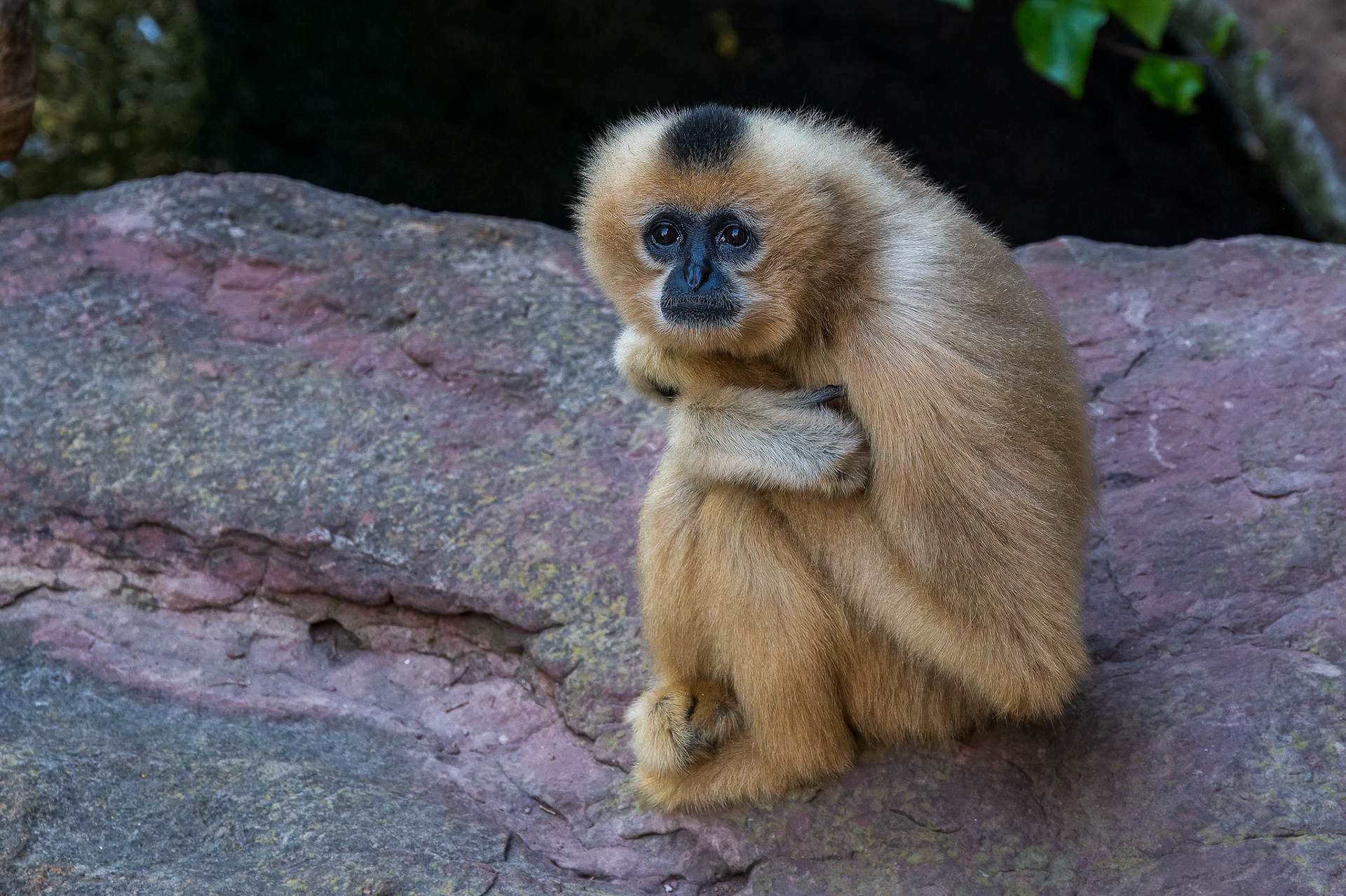 Gibbon, Yellow-cheeked (Nomascus gabriellae)