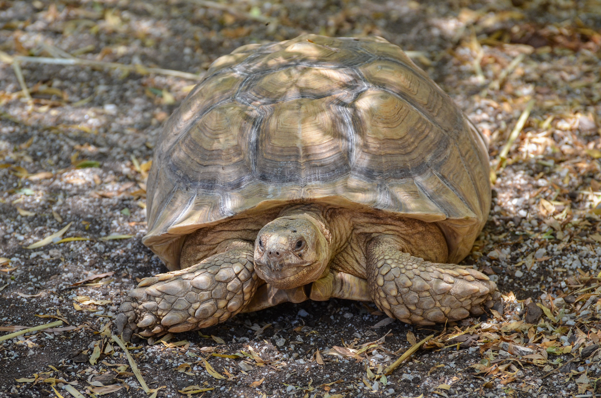 African Spurred Tortoise