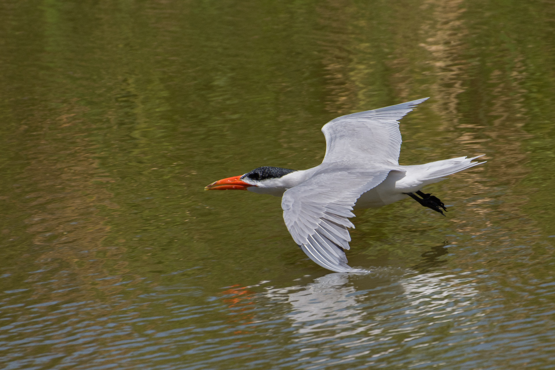 Caspian Tern