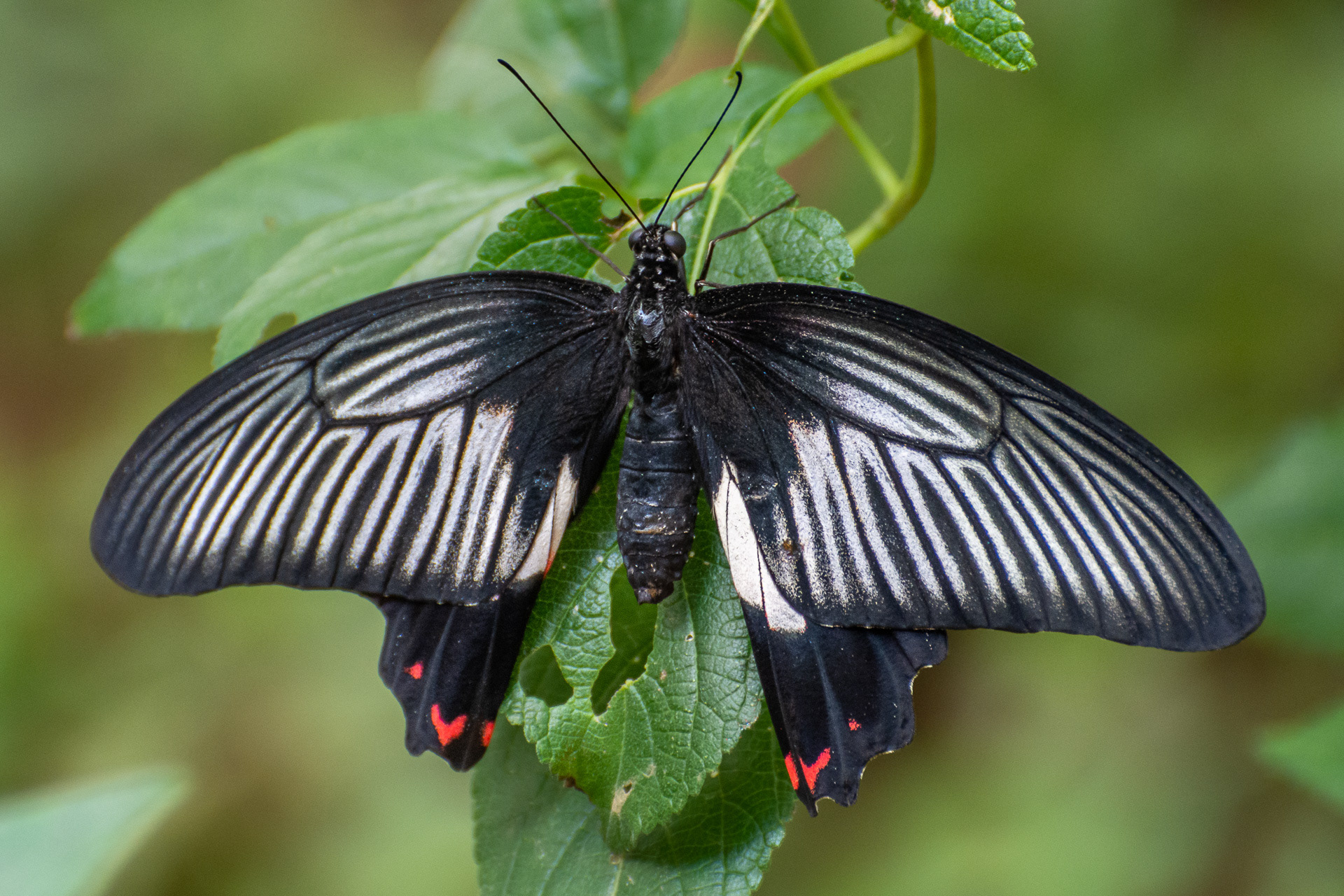 Scarlet Mormon