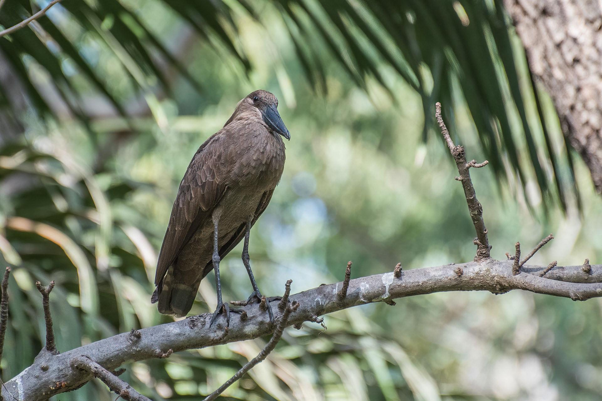 Hamerkop