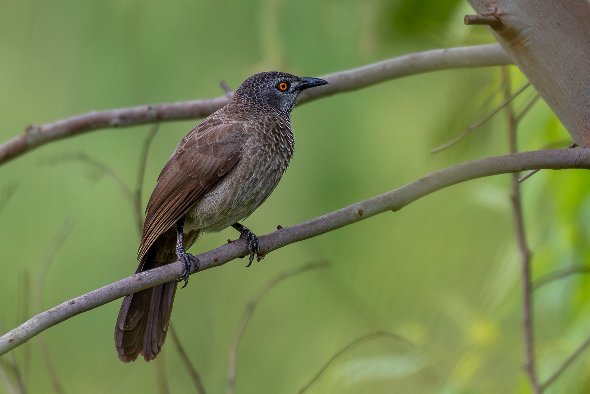 Brown Babbler