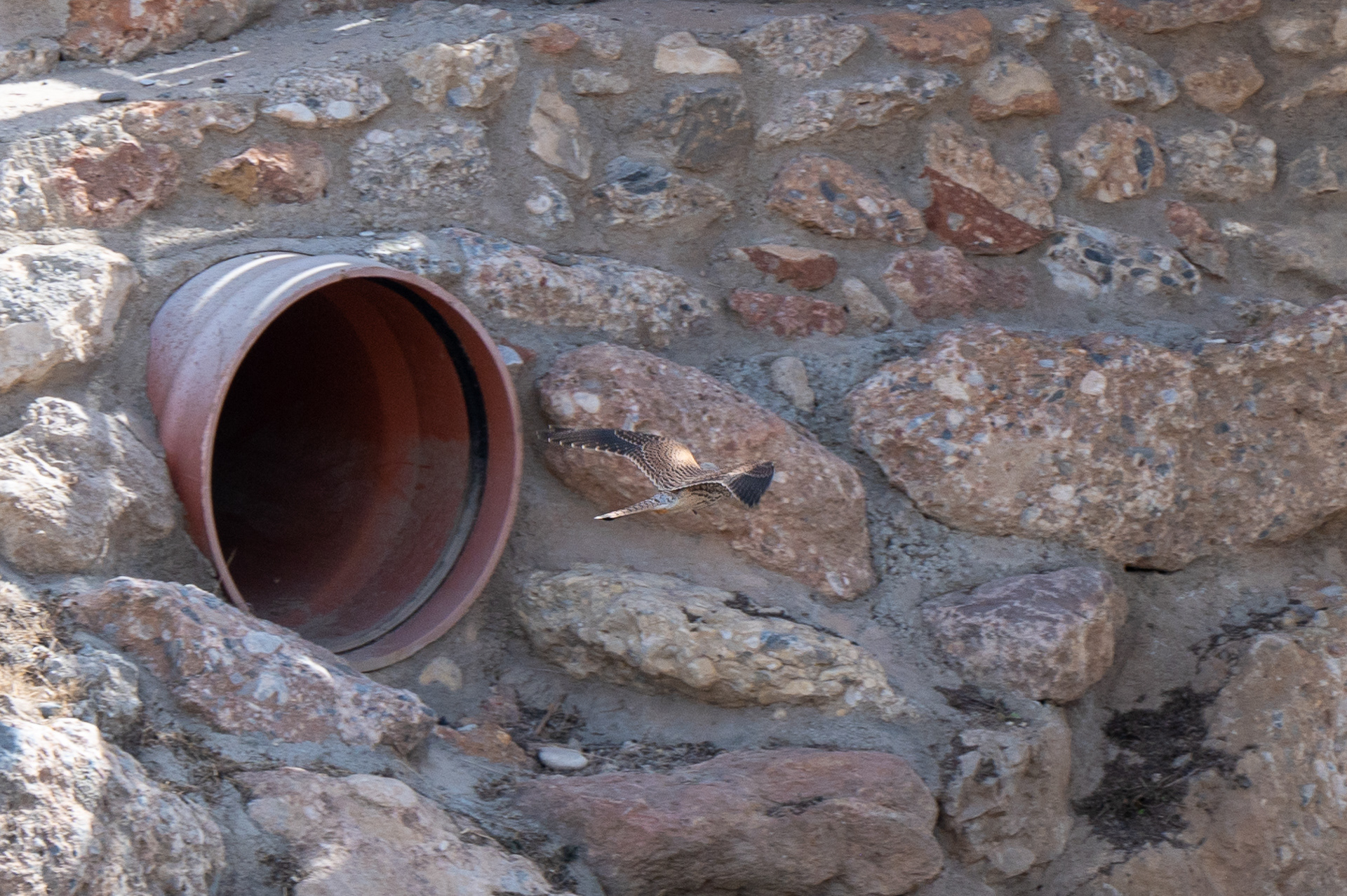 Kestrel, Common (Falco tinnunculus)