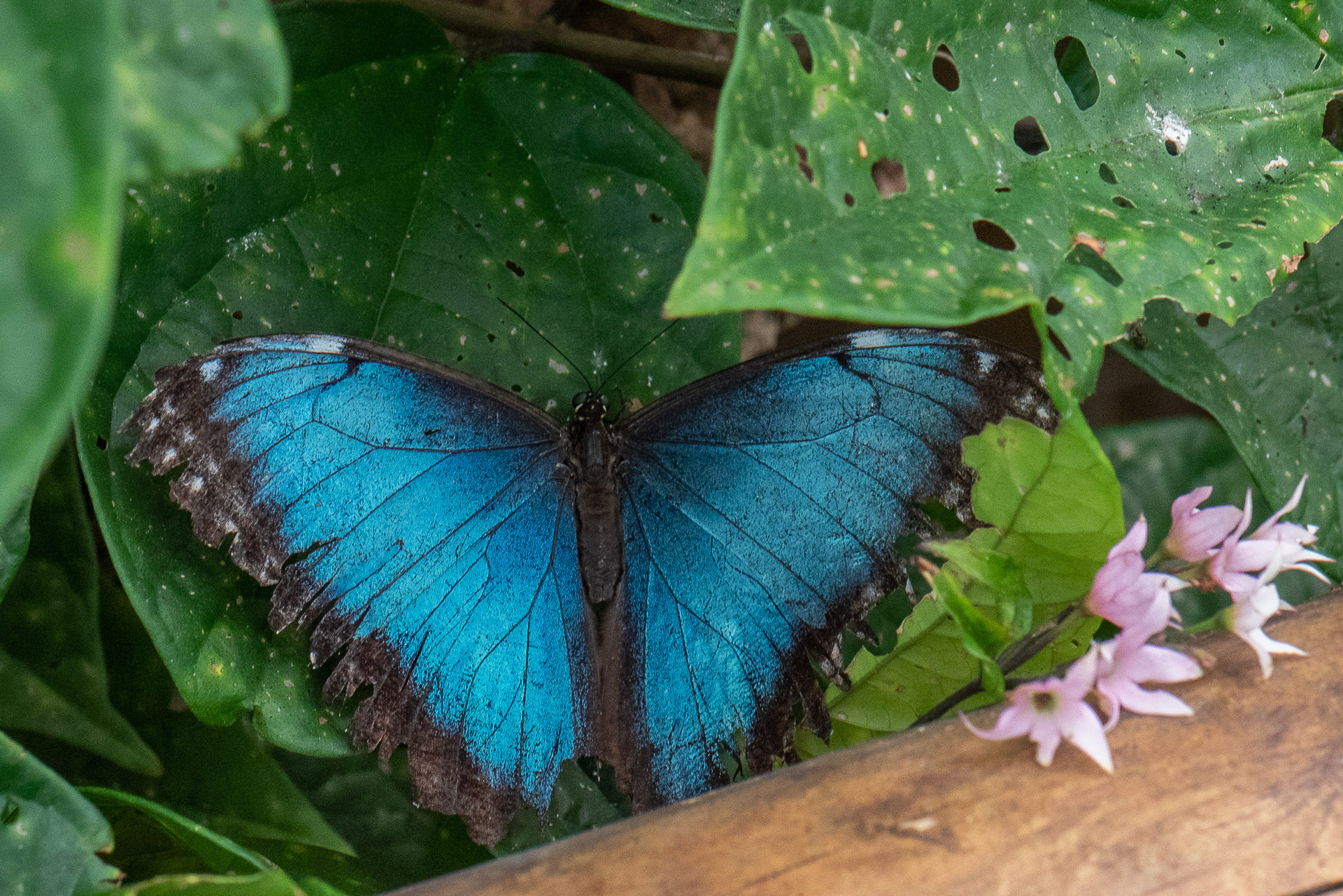 Peleides Blue Morpho