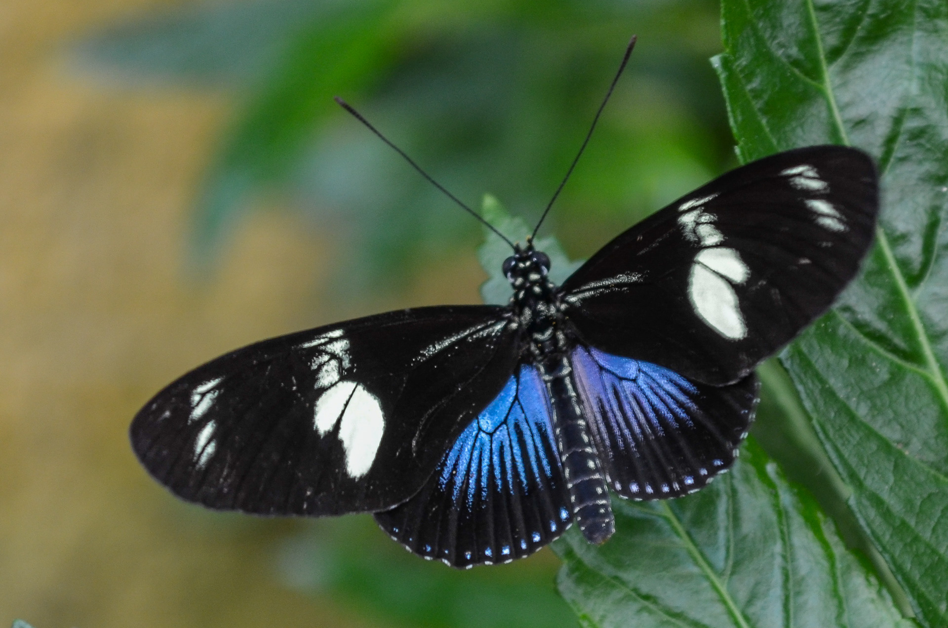 Sara Longwing