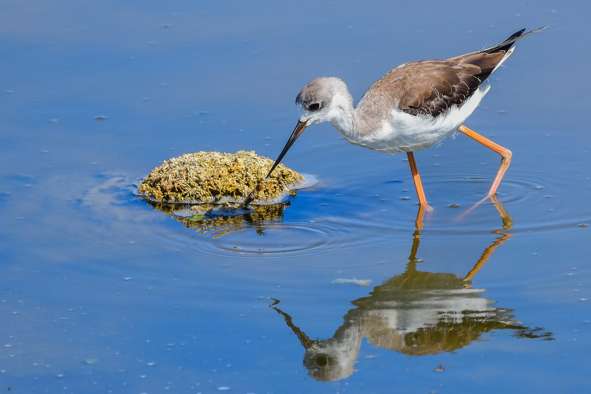 Black-winged Stilt