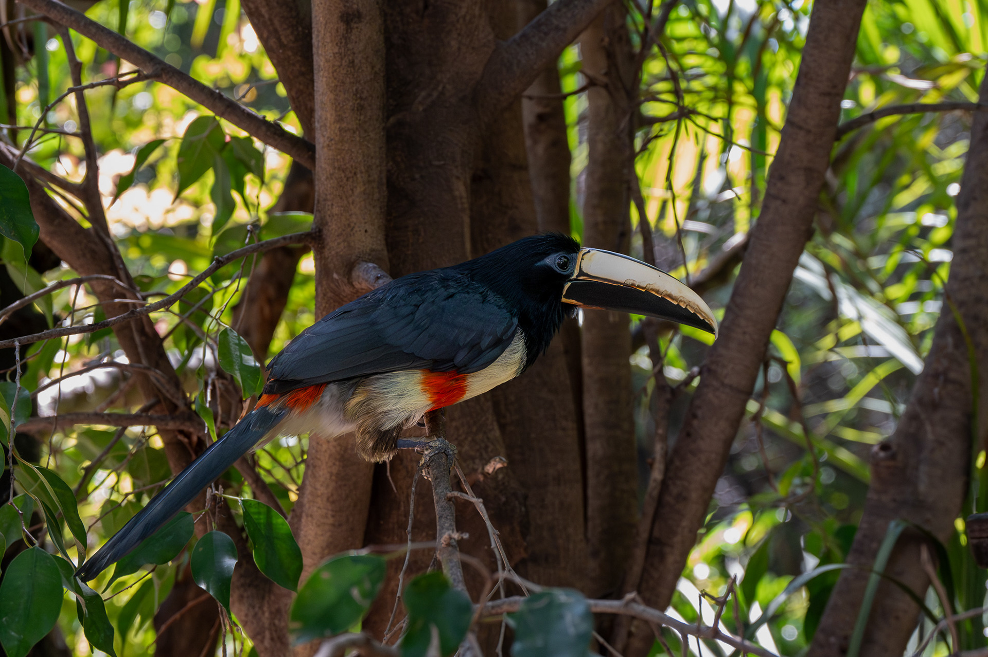 Chestnut-eared Aracari (Pteroglossus castanotis)