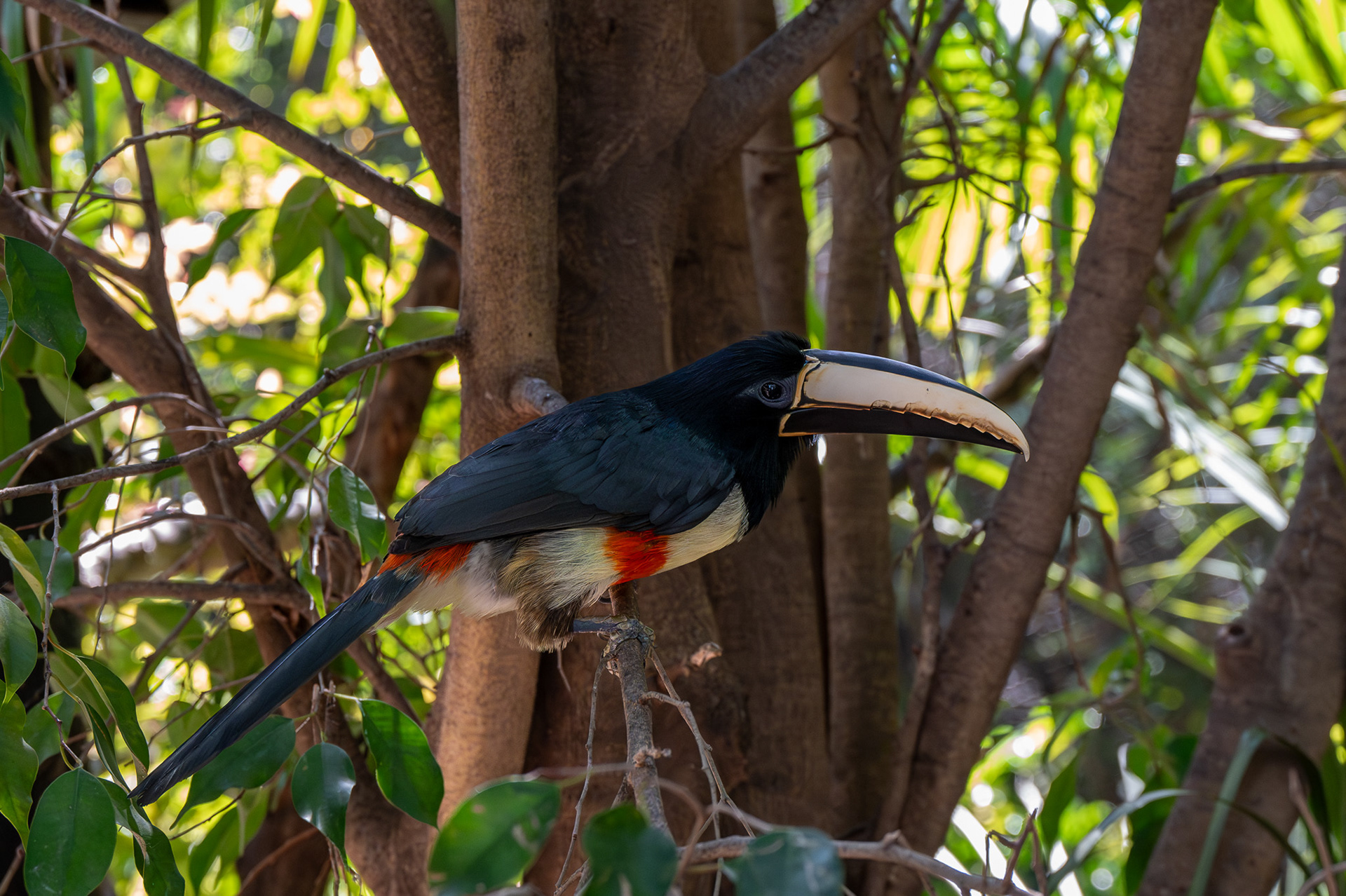 Chestnut-eared Aracari (Pteroglossus castanotis)