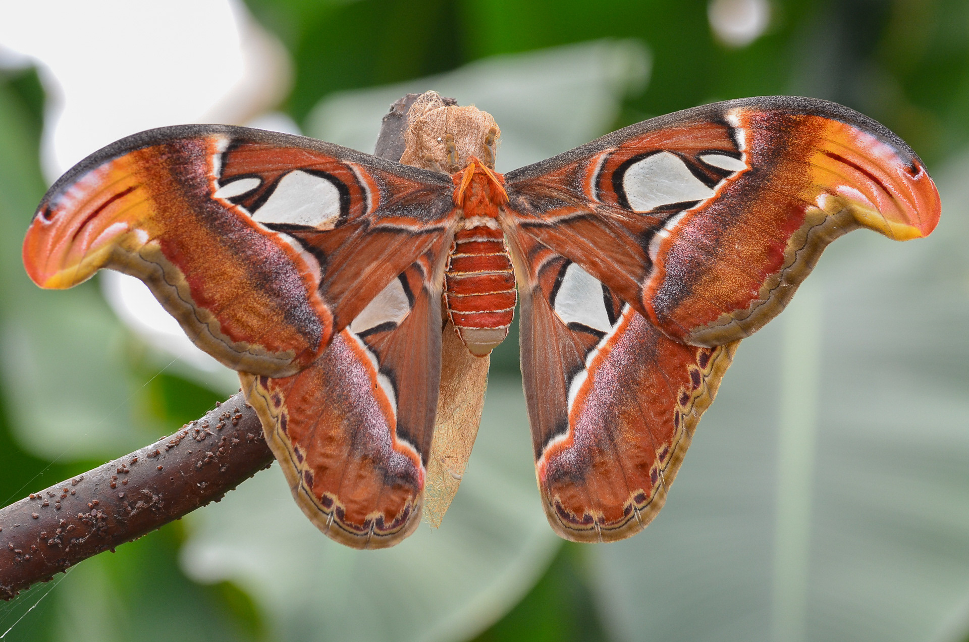 Atlas Moth (Attacus atlas)