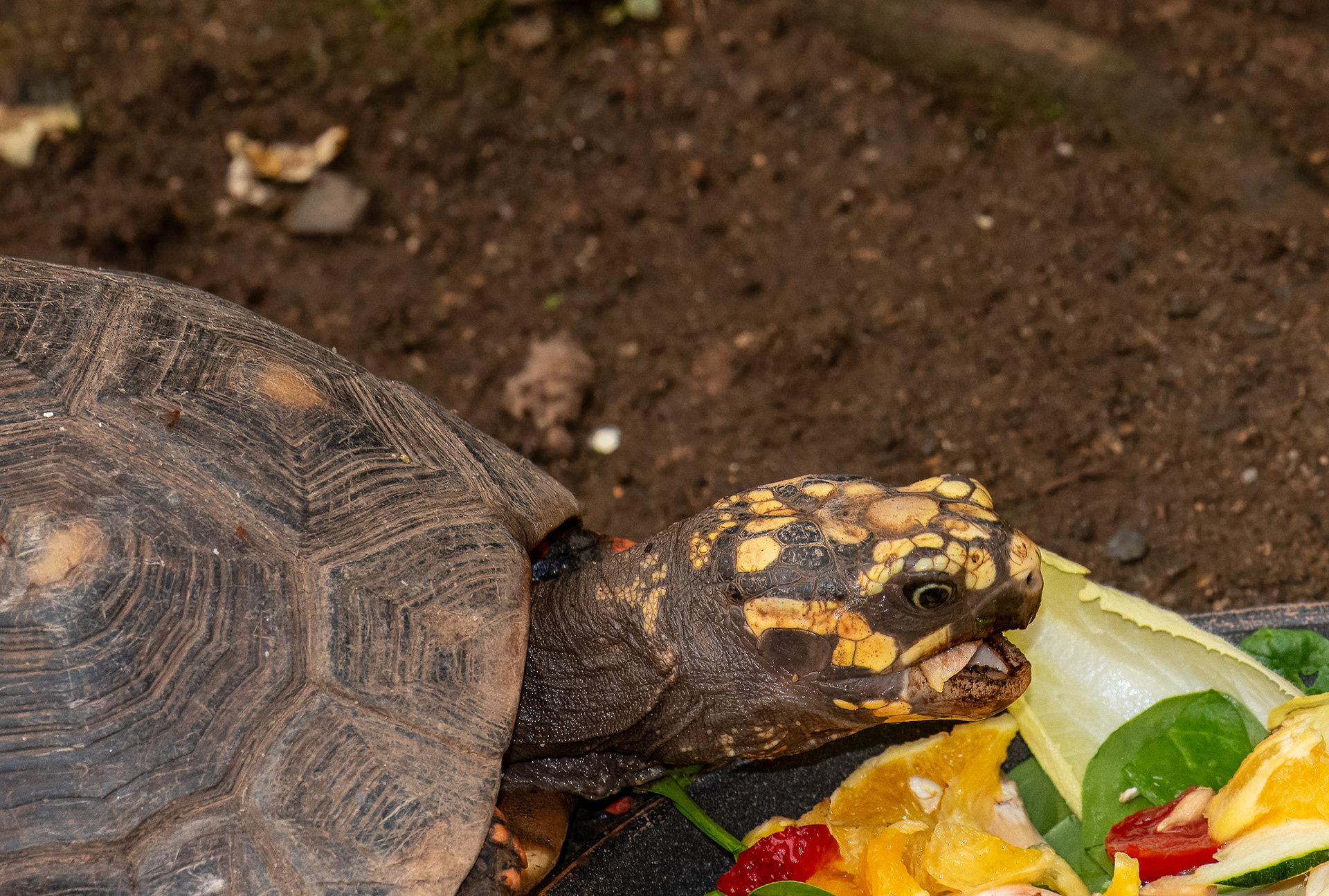Red-footed Tortoise (Chelonoidis carbonarius)