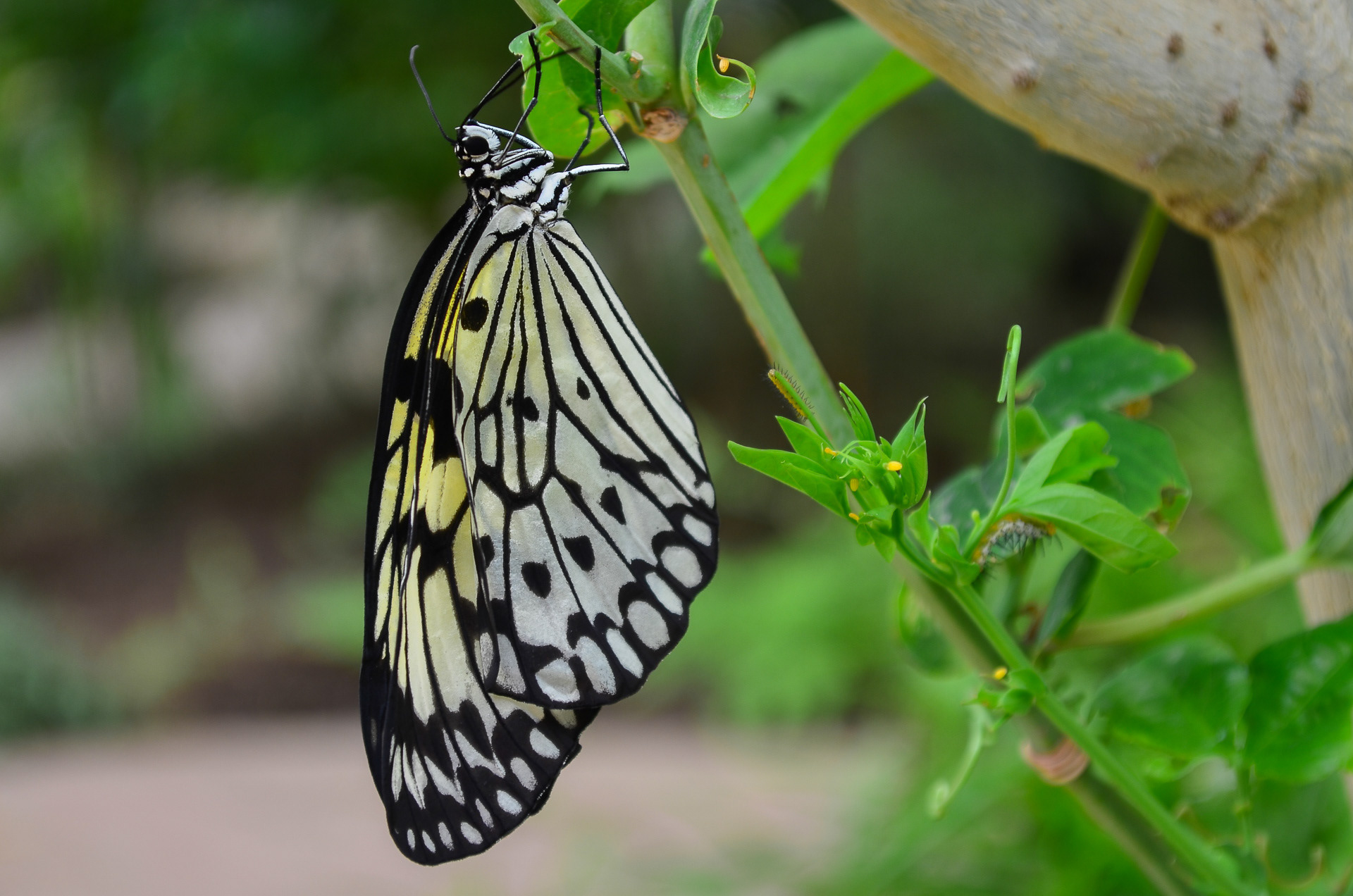 Paper Kite