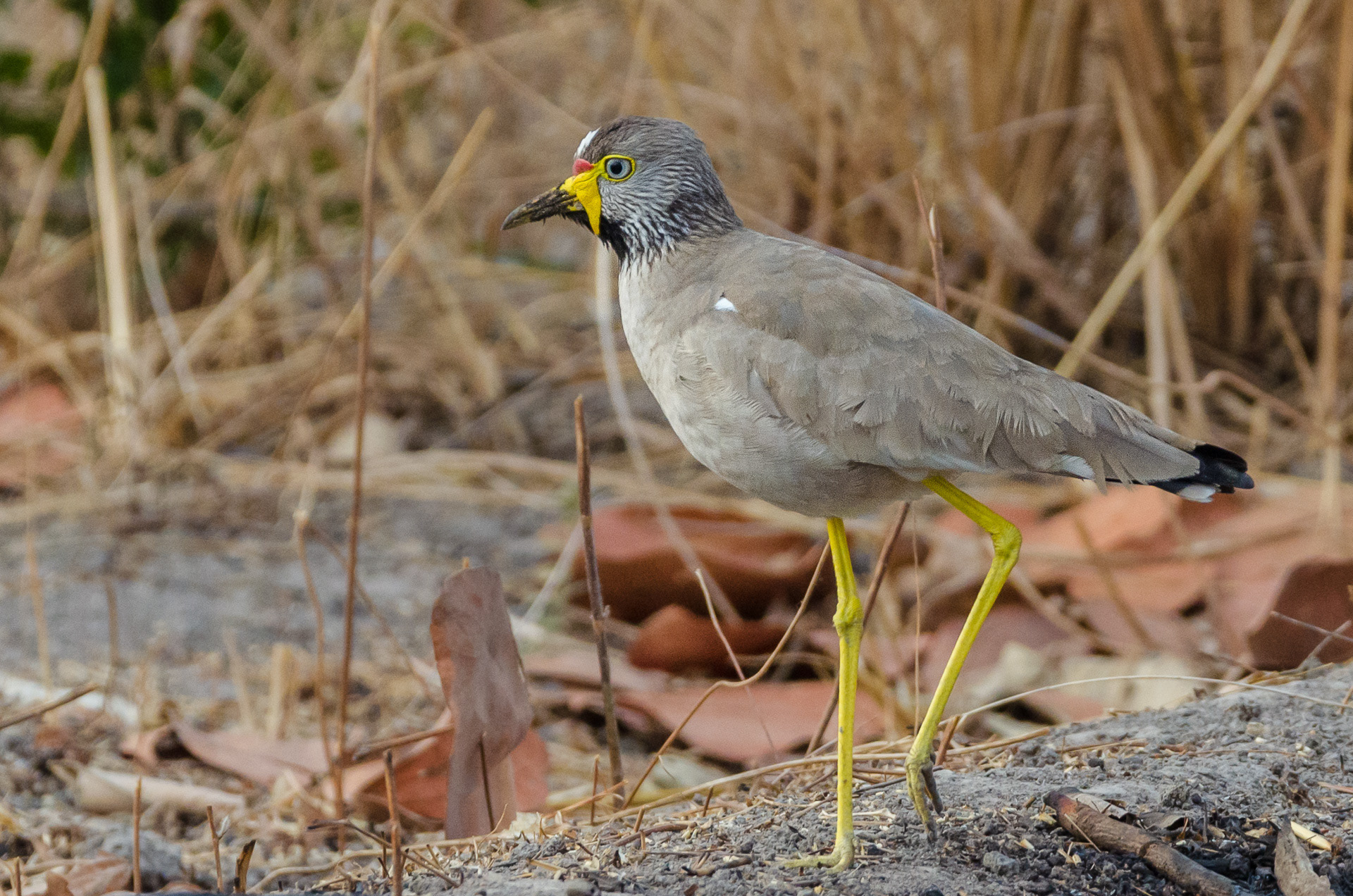 Lapwing, Wattled (Vanellus senegallus)
