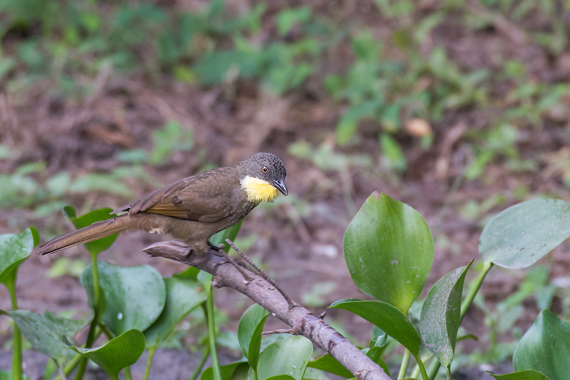 Leaflove, Yellow-throated (Atimastillas flavicollis)