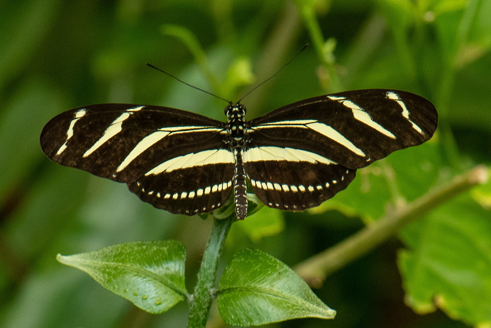 Zebra Longwing