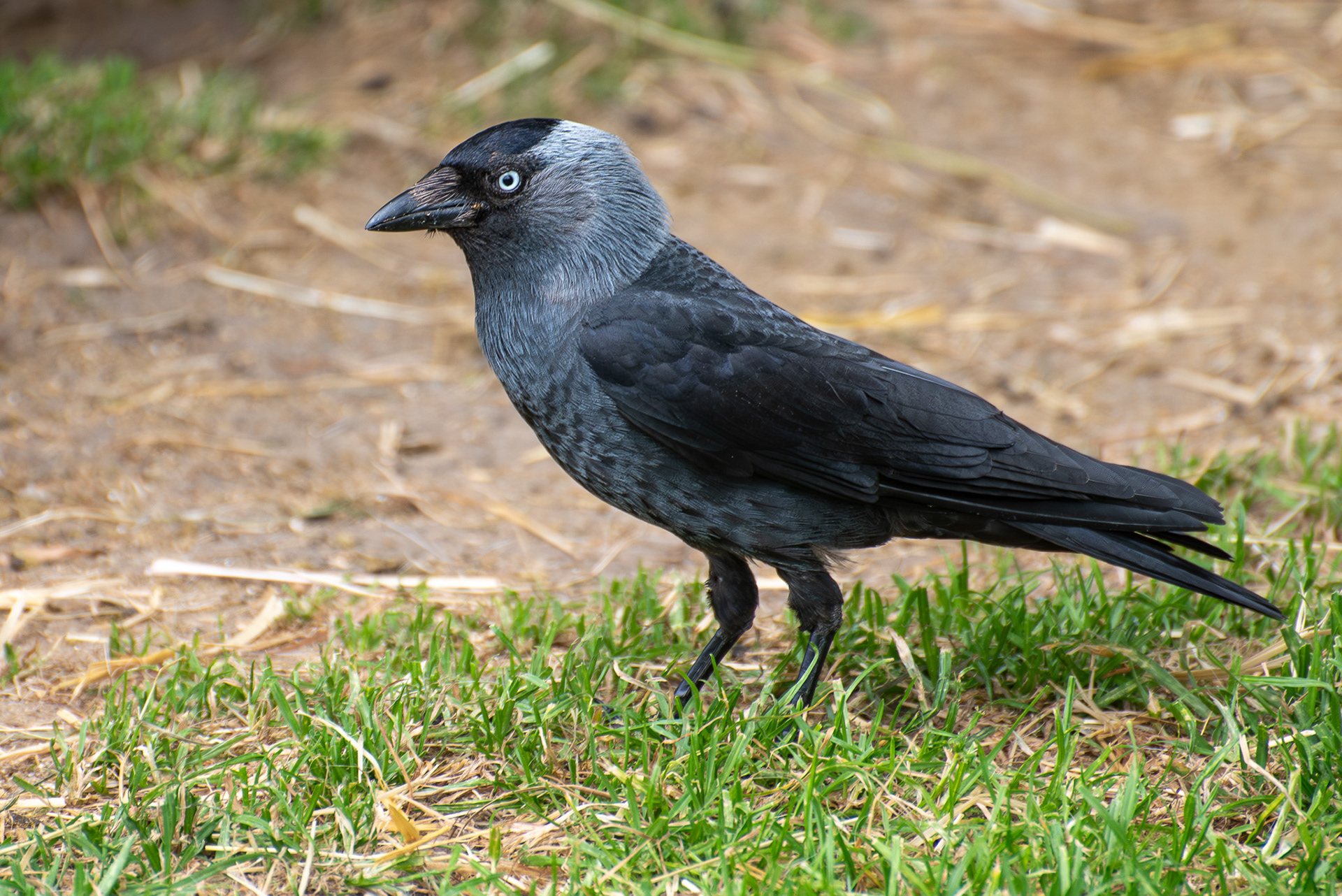 Jackdaw