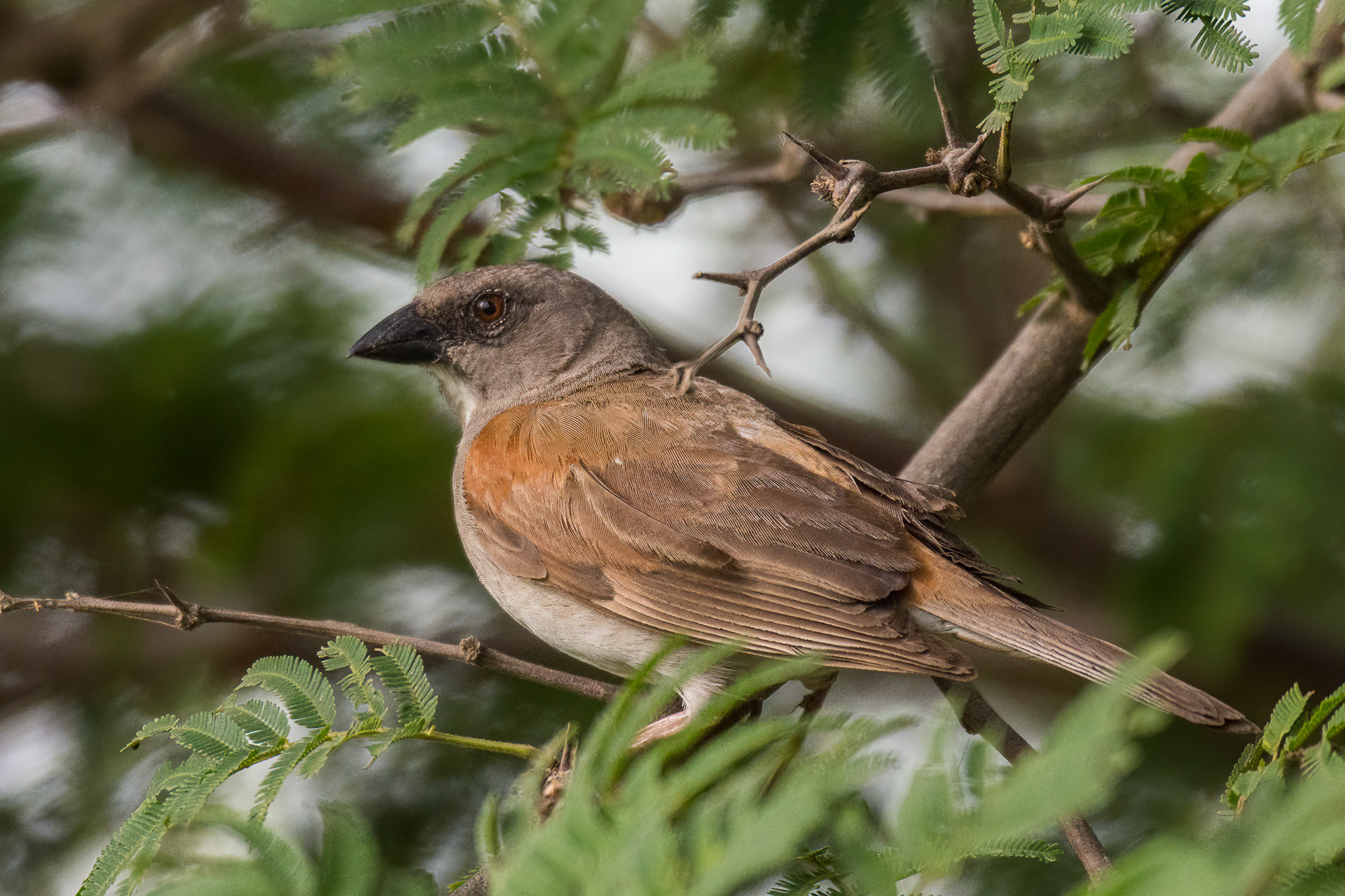 Northern Grey-headed Sparrow