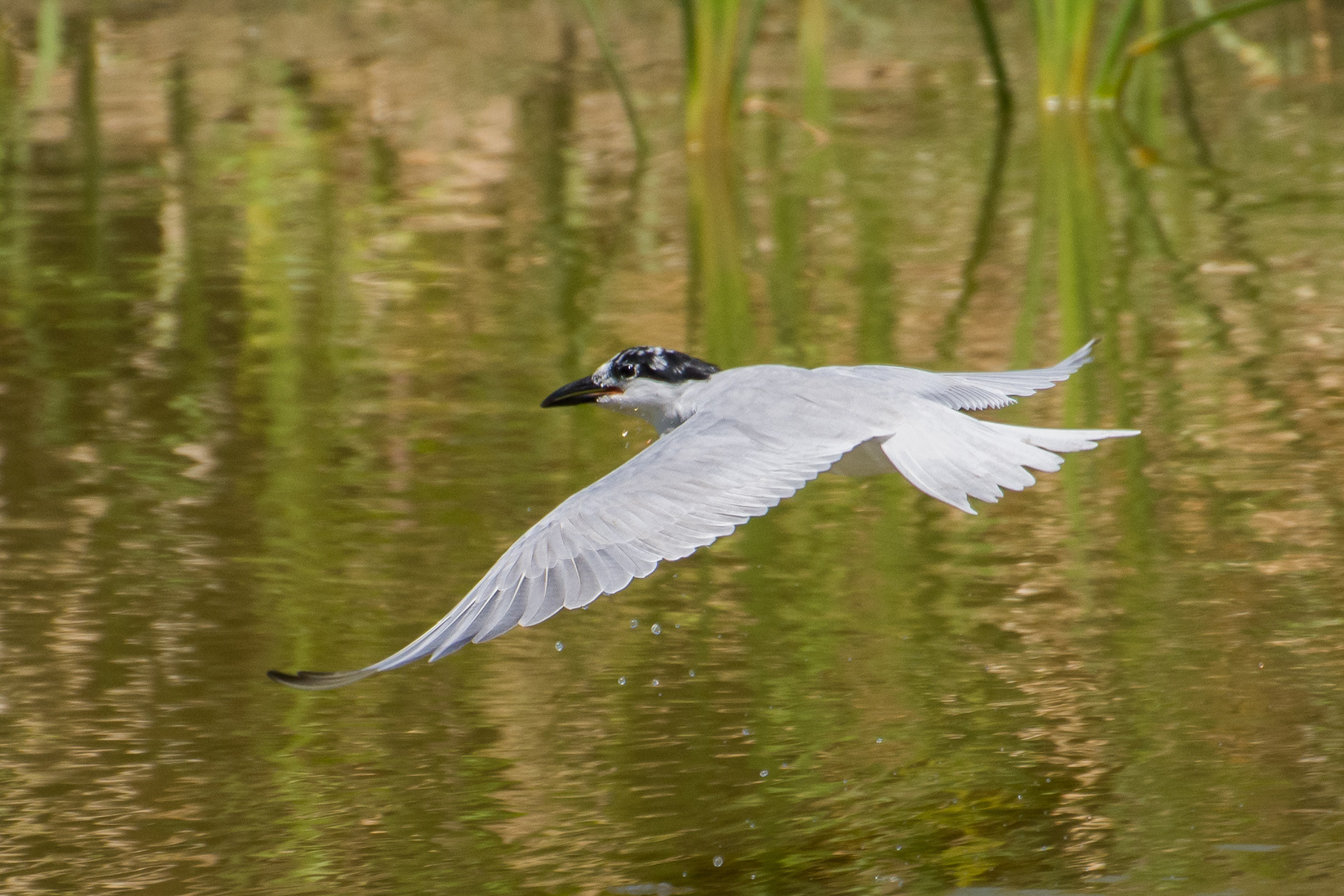 Caspian Tern