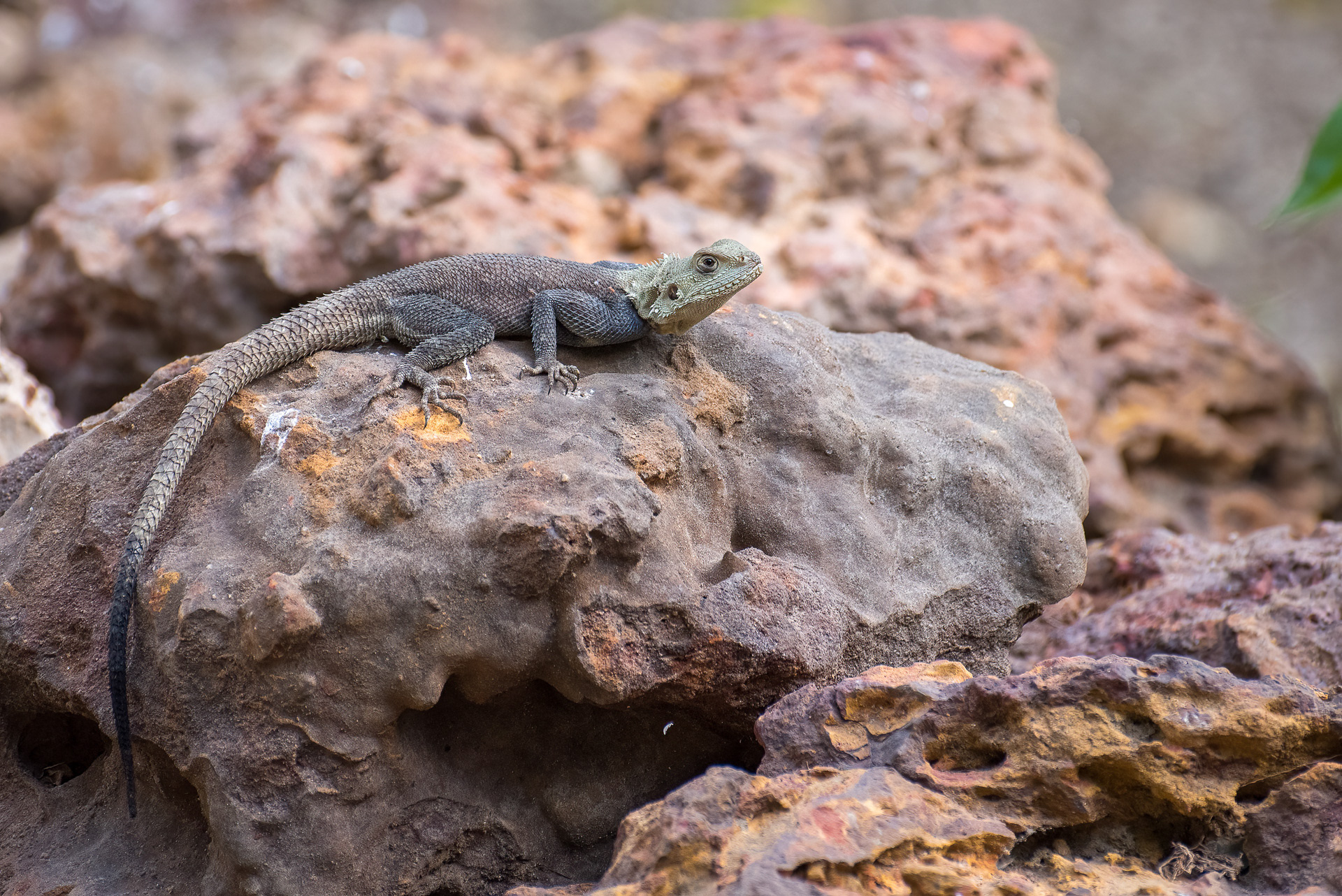 Agama