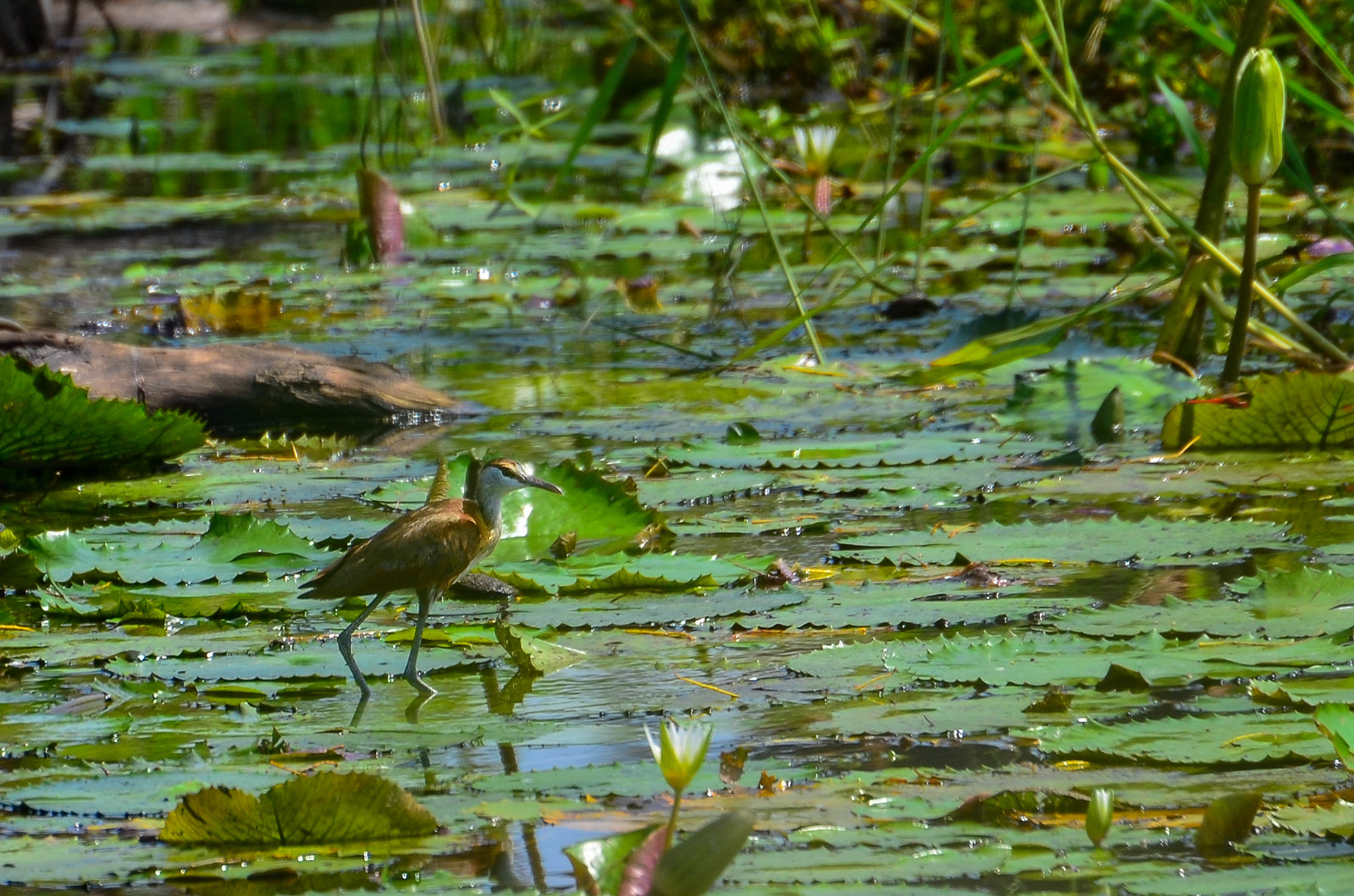 African Jacana