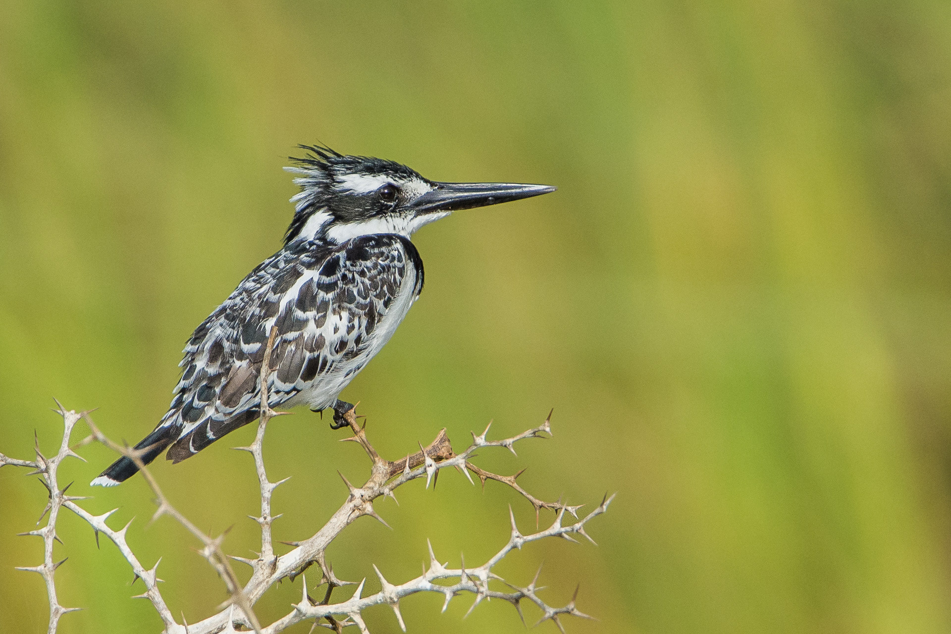 Pied Kingfisher (female)