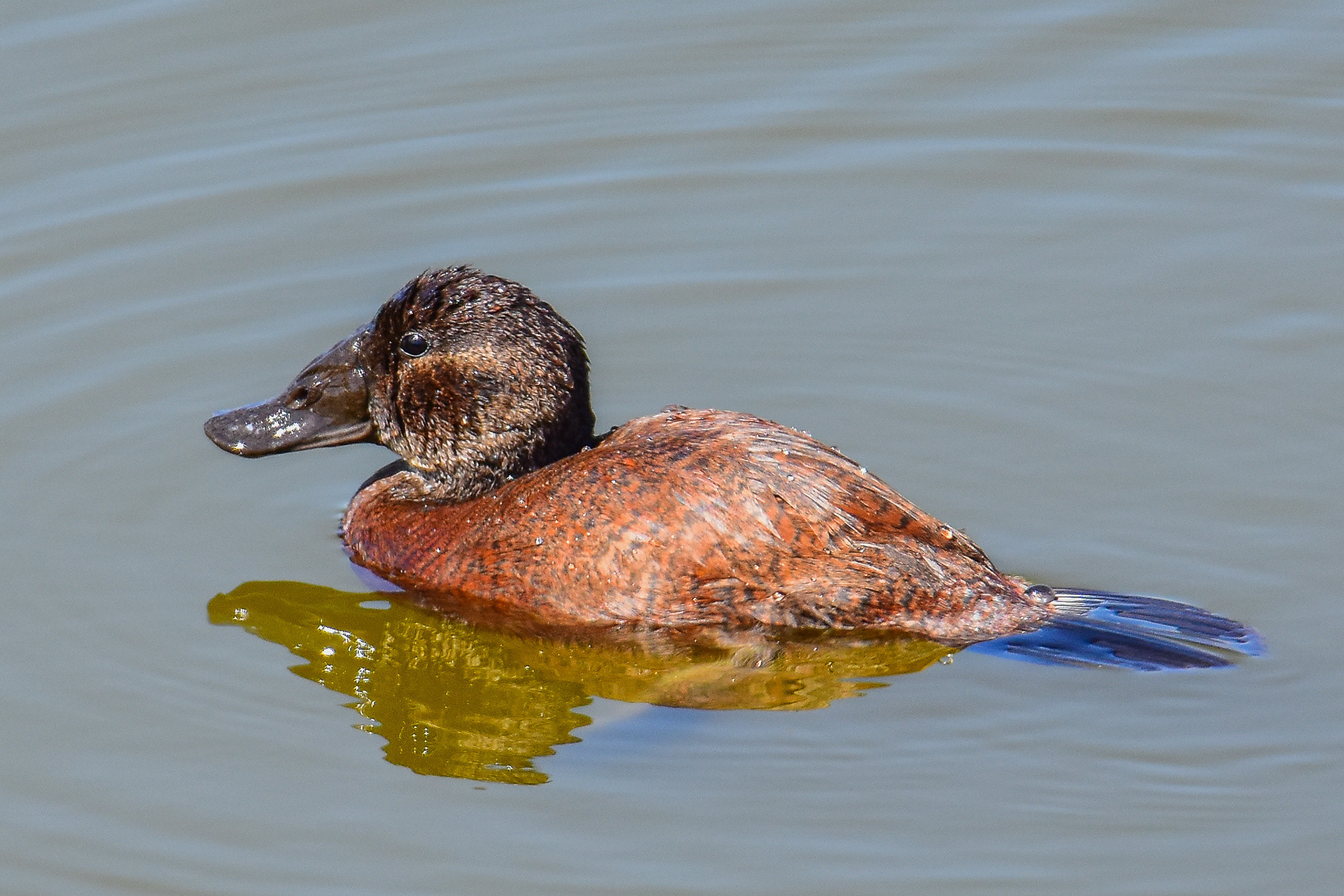 Ruddy Duck (female) (Oxyura jamaicensis)