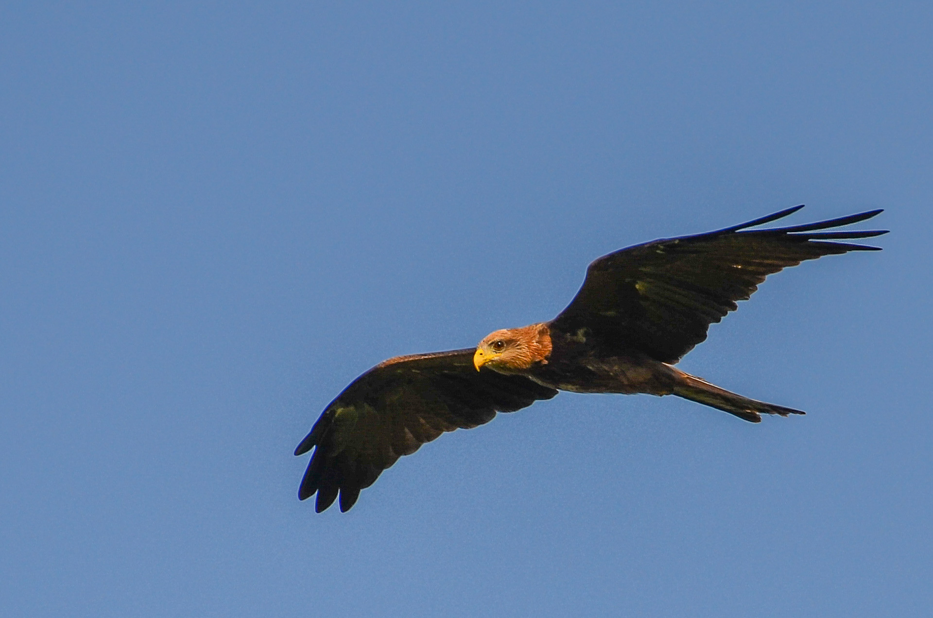 Kite, Yellow-billed (Milvus aegyptius)