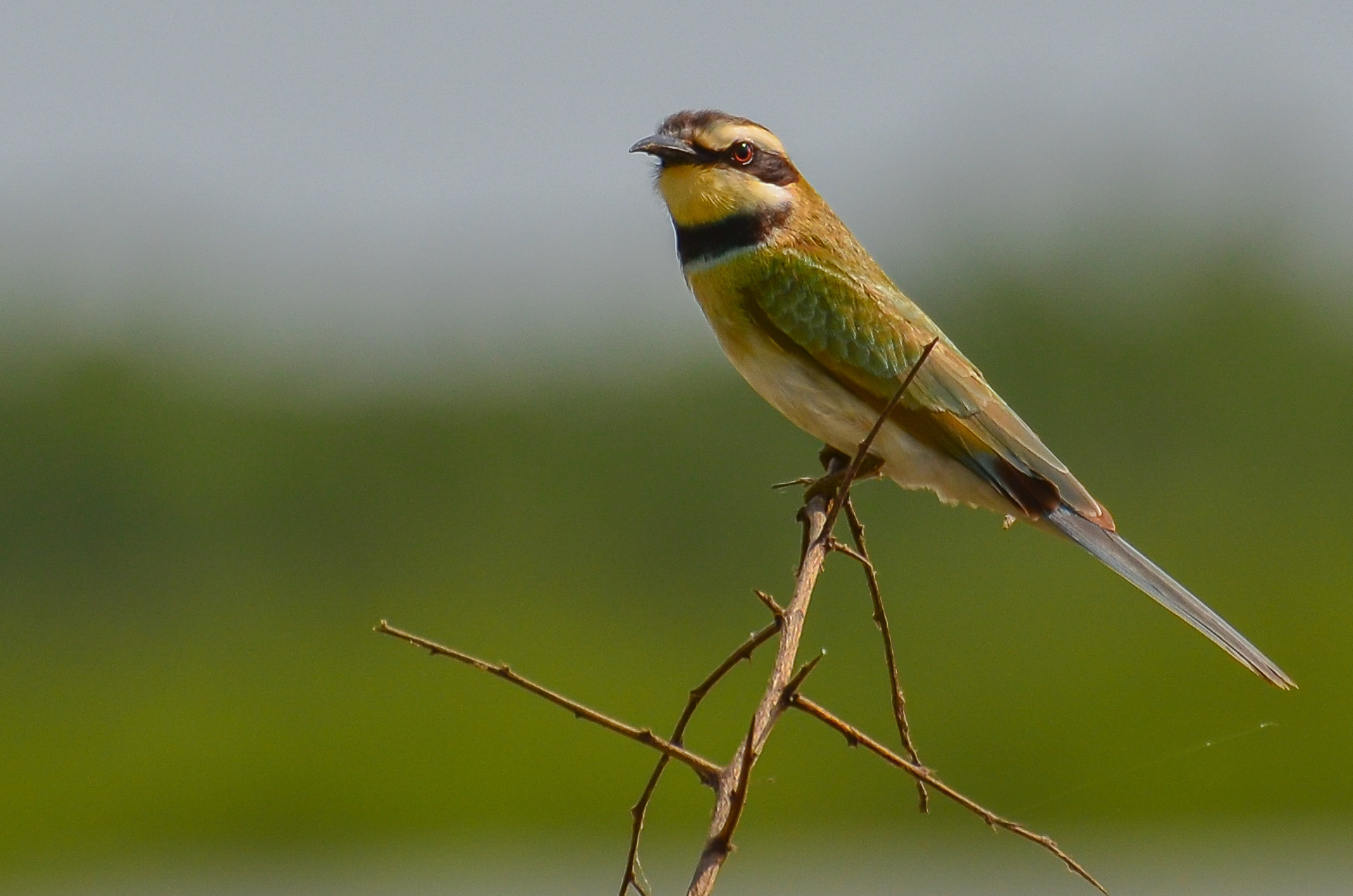 White-throated Bee-eater