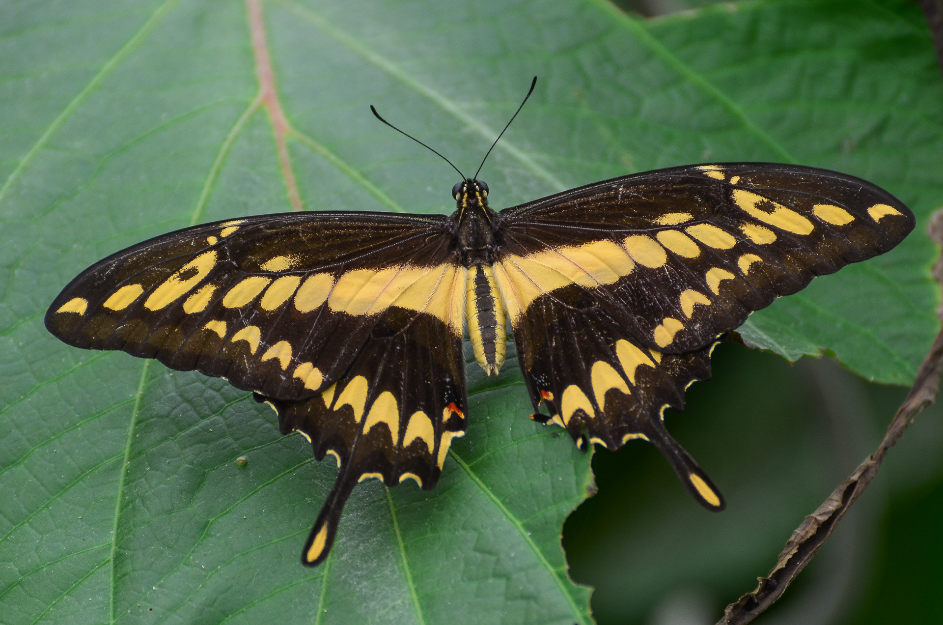 King Swallowtail