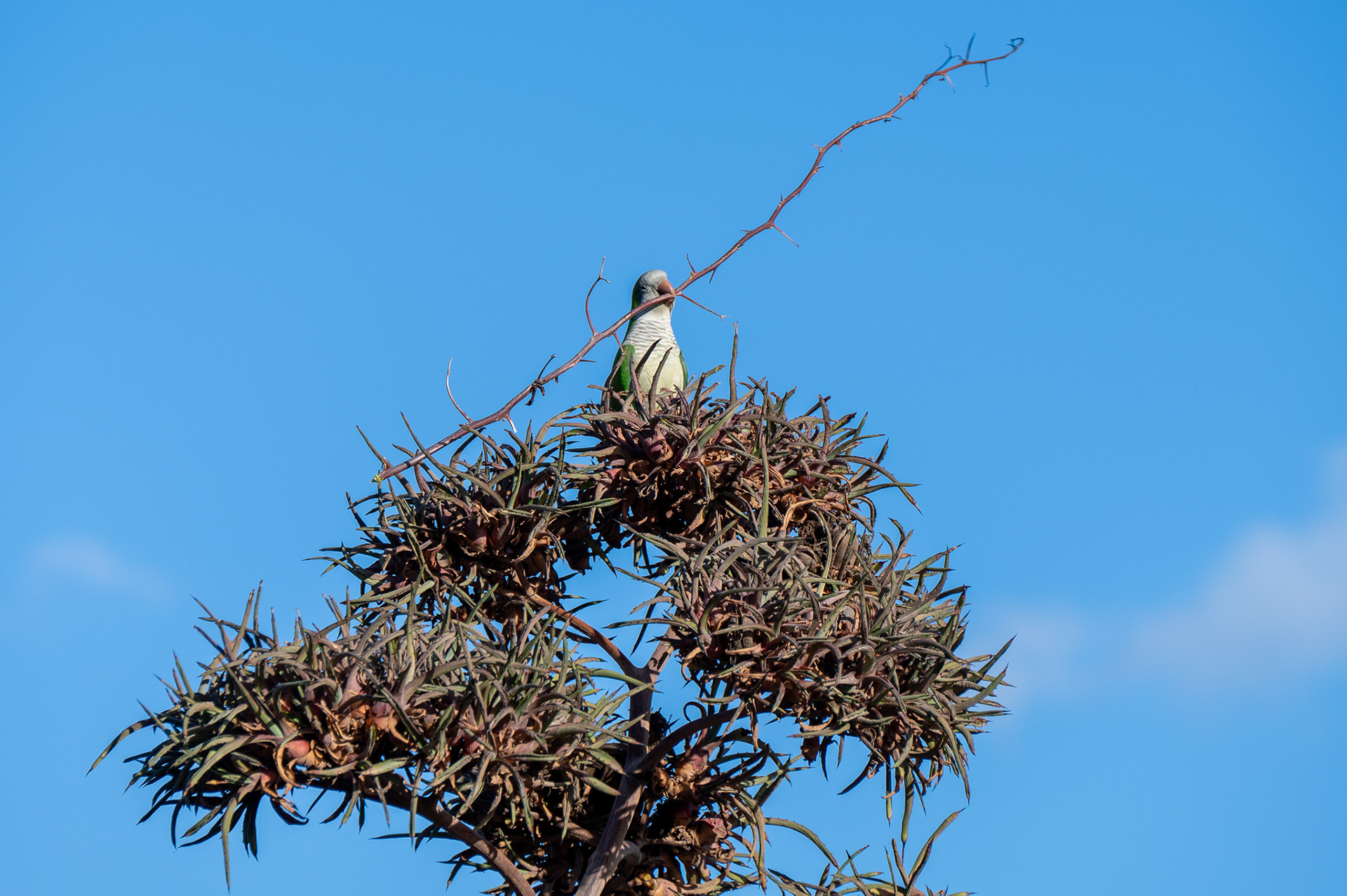 Monk Parakeet