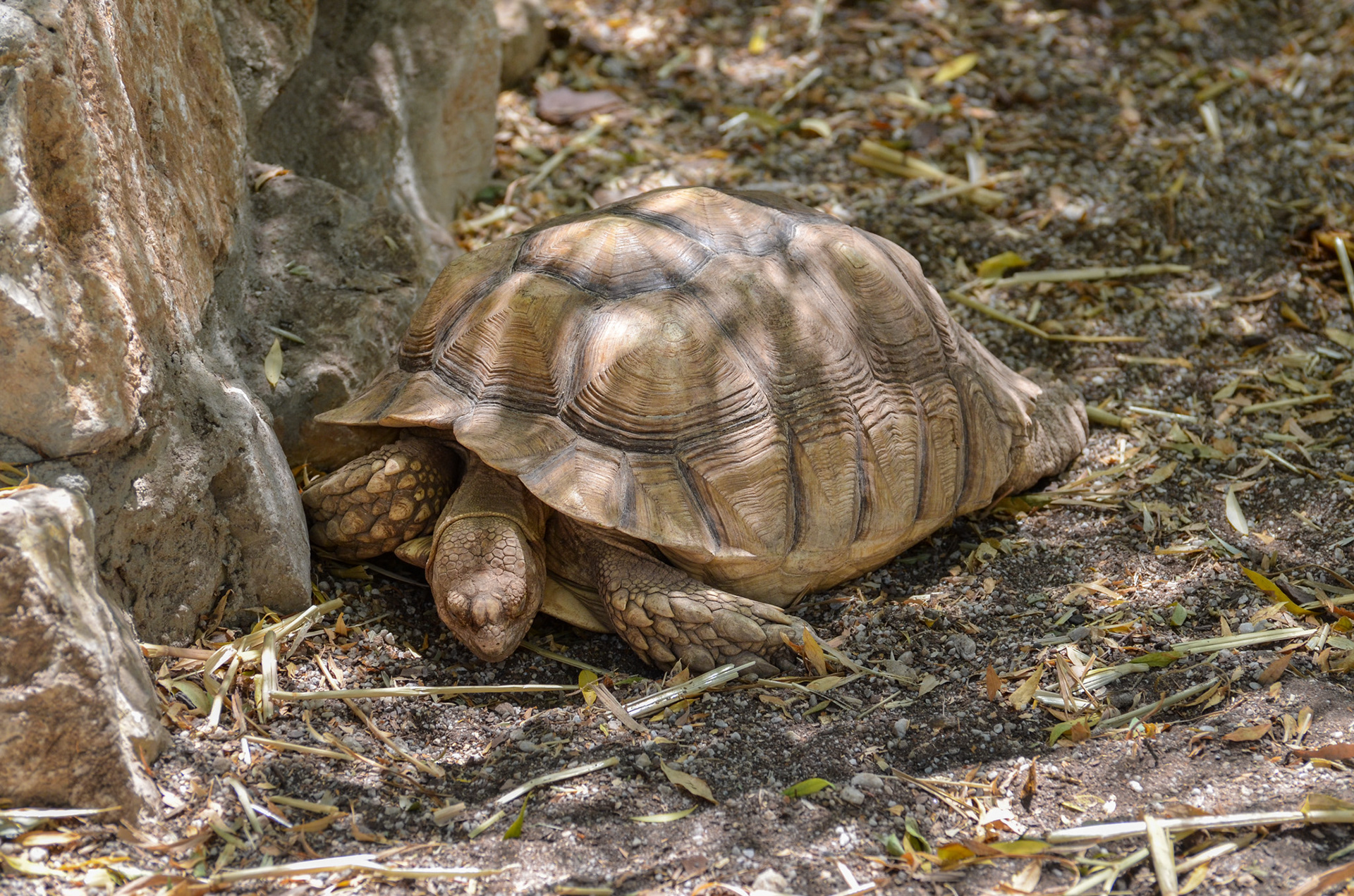 African Spurred Tortoise