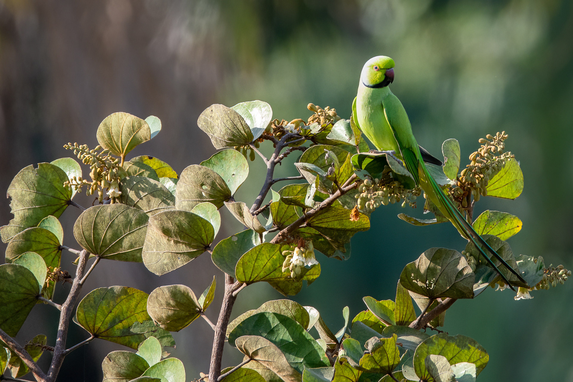 Rose-ringed Parakeet