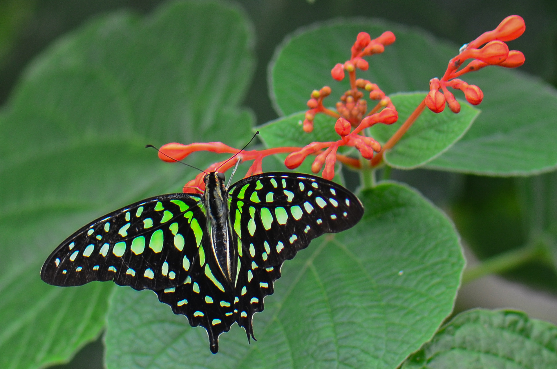 Tailed Jay