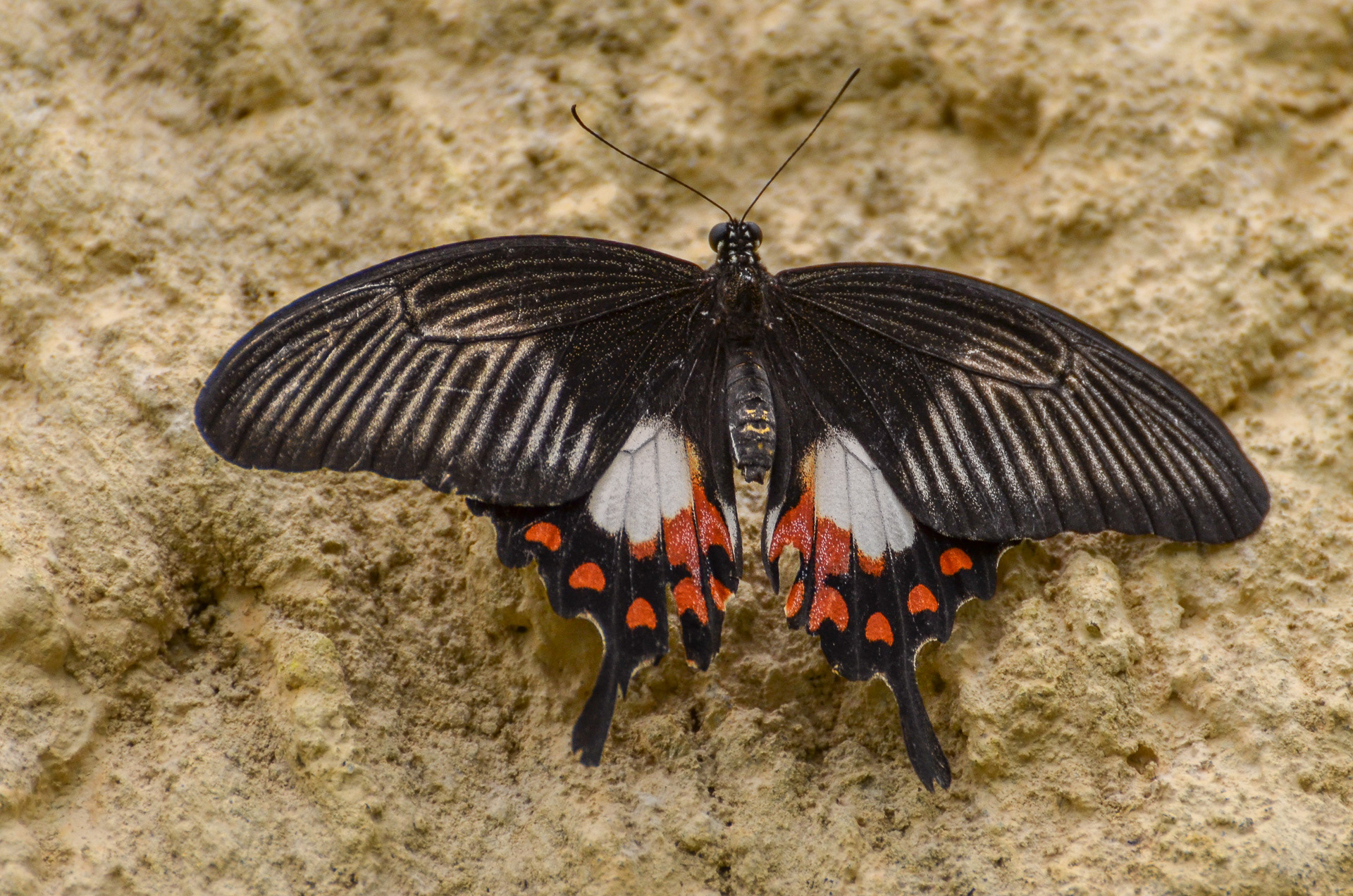 Scarlet Mormon