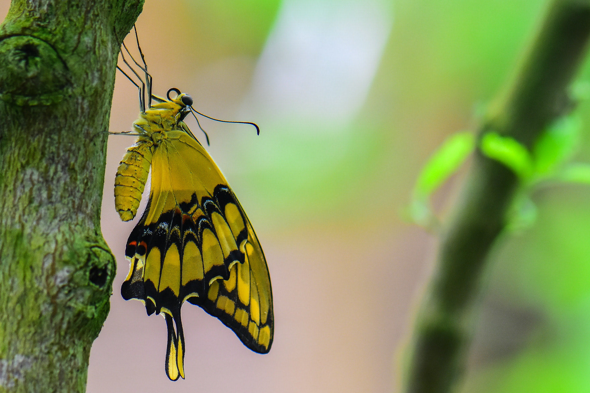 Swallowtail