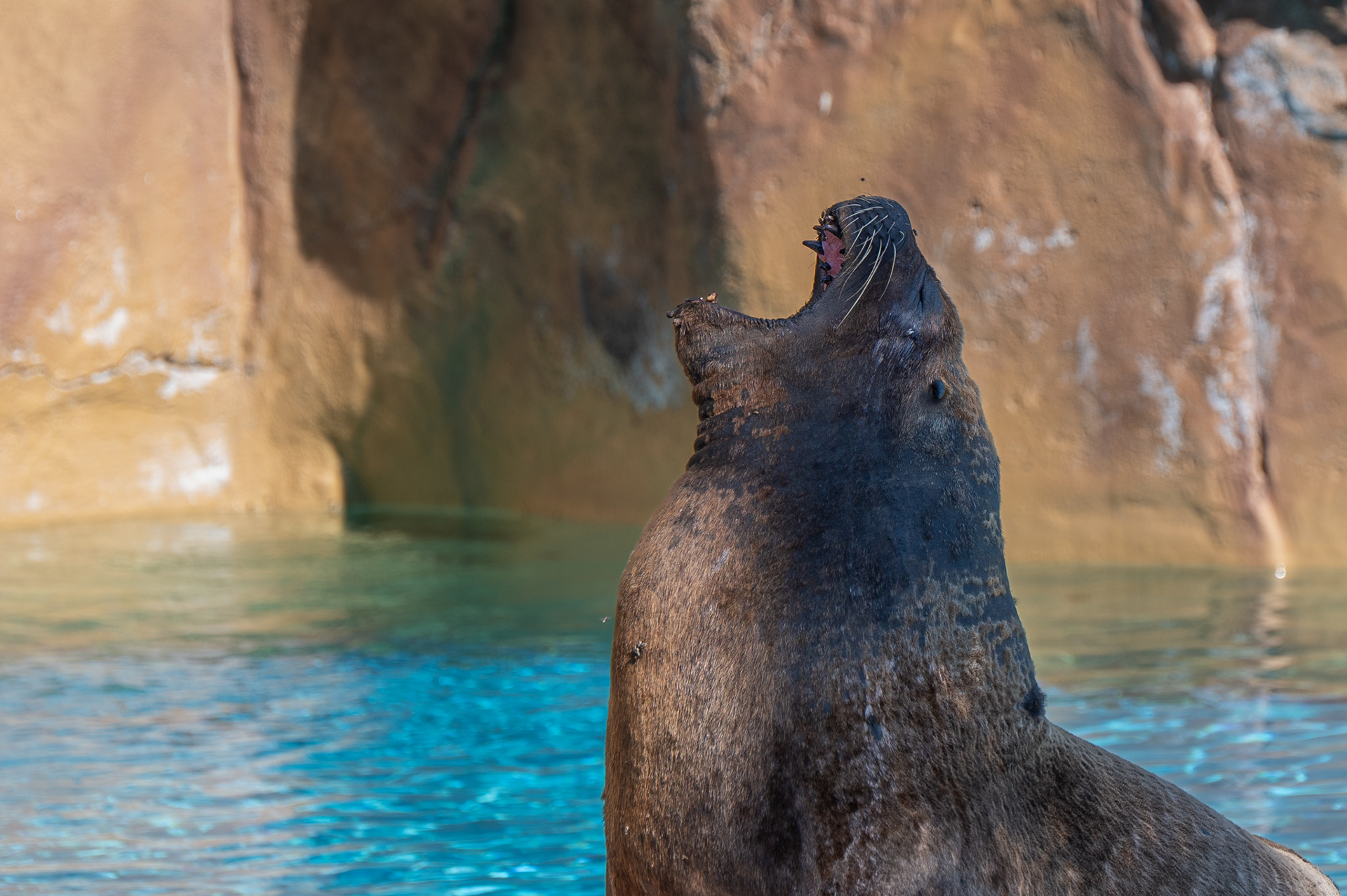 Sealion